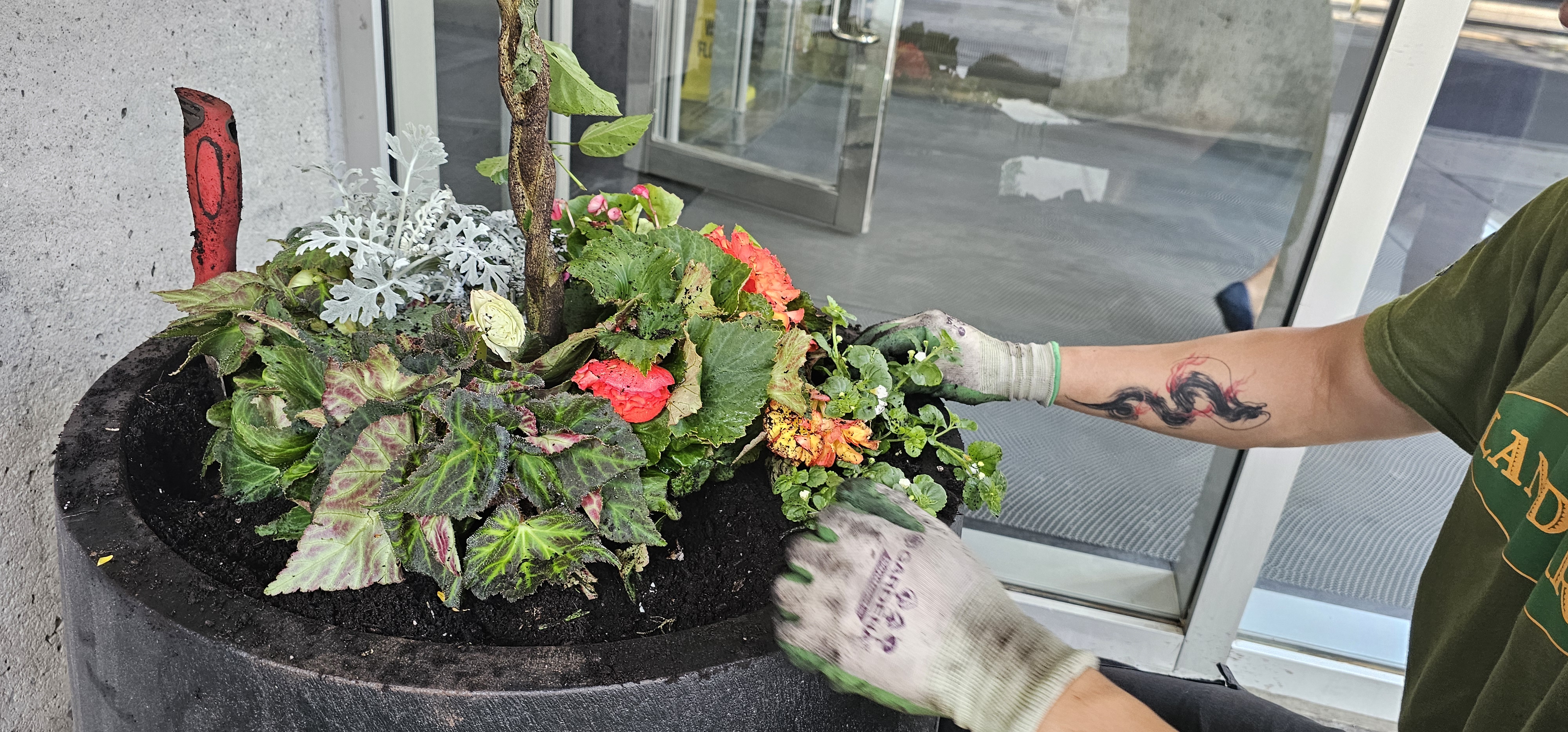 How to Maintain and Create the Best Urns and Annuals