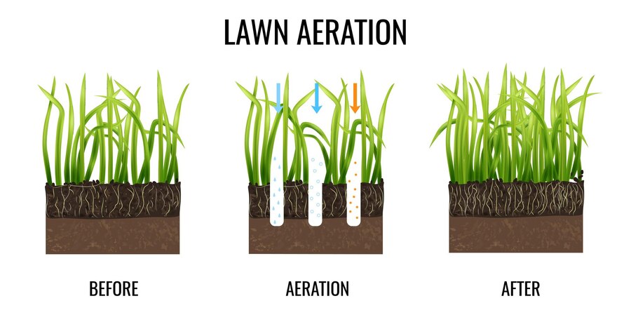 Healthy lawn after aeration and care