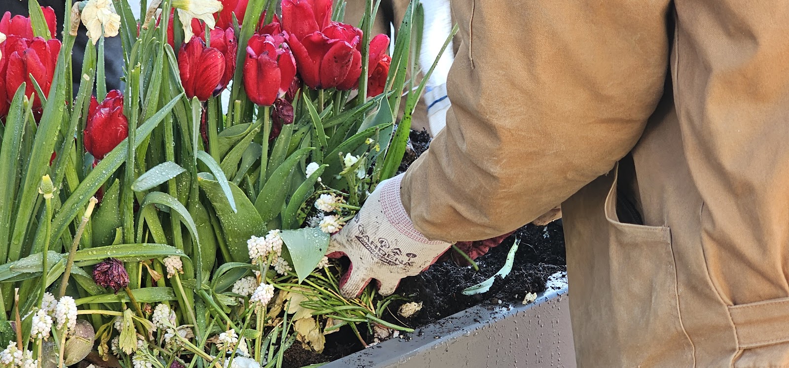 Fall garden cleanup and preparation