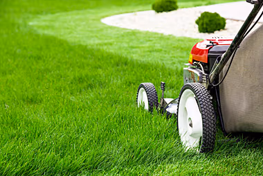 Healthy lawn after spring aeration