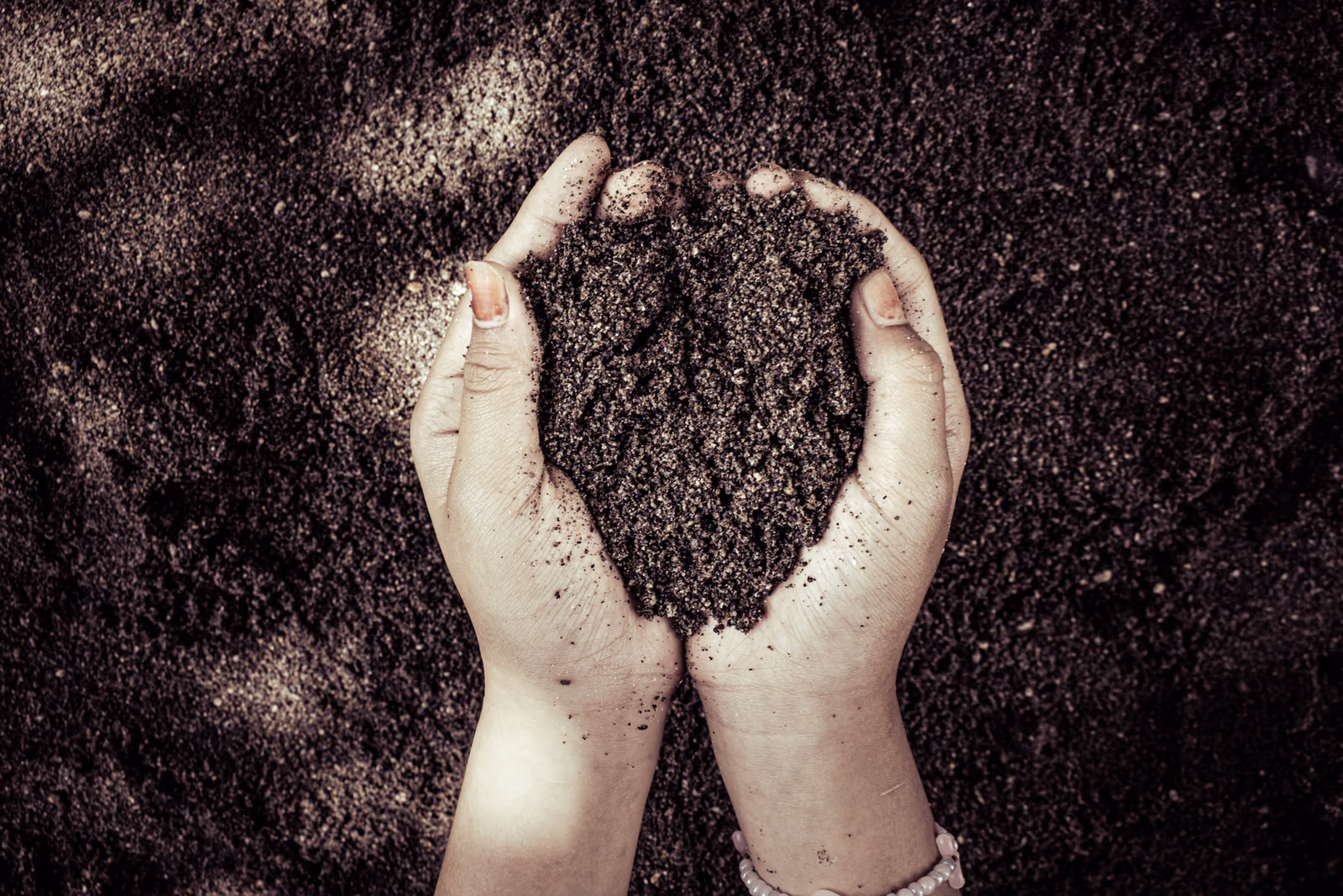 Thrive or Survive: Toronto's Soil is the Key to Your Gardening Success