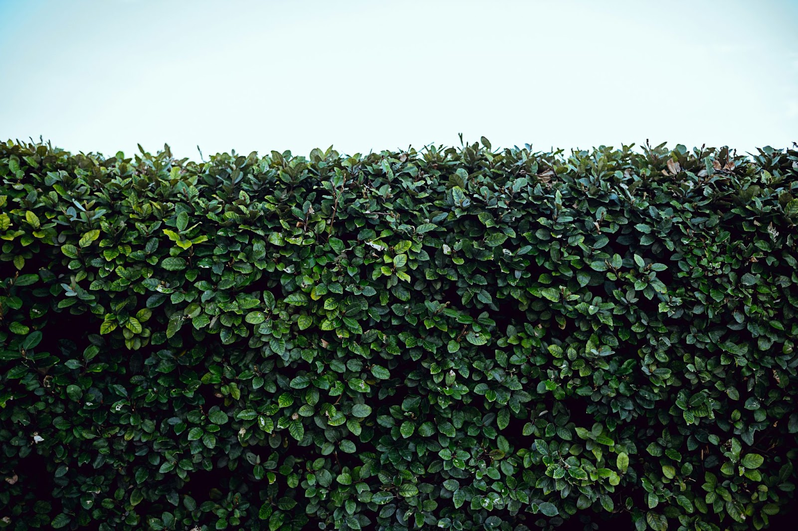 Boxwood health example in a Toronto garden