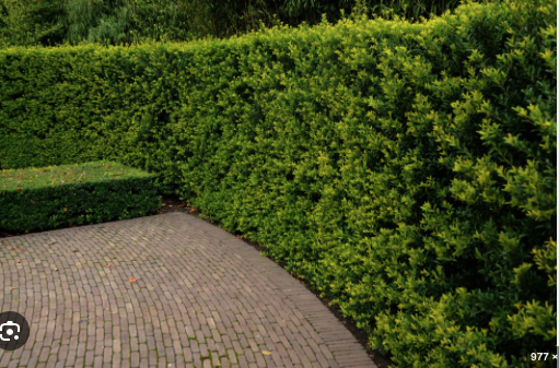 Japanese holly foliage for landscape hedges