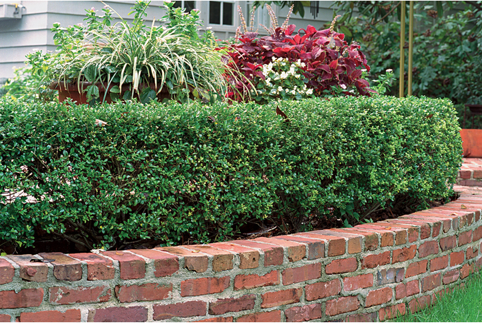 Inkberry holly as a boxwood replacement