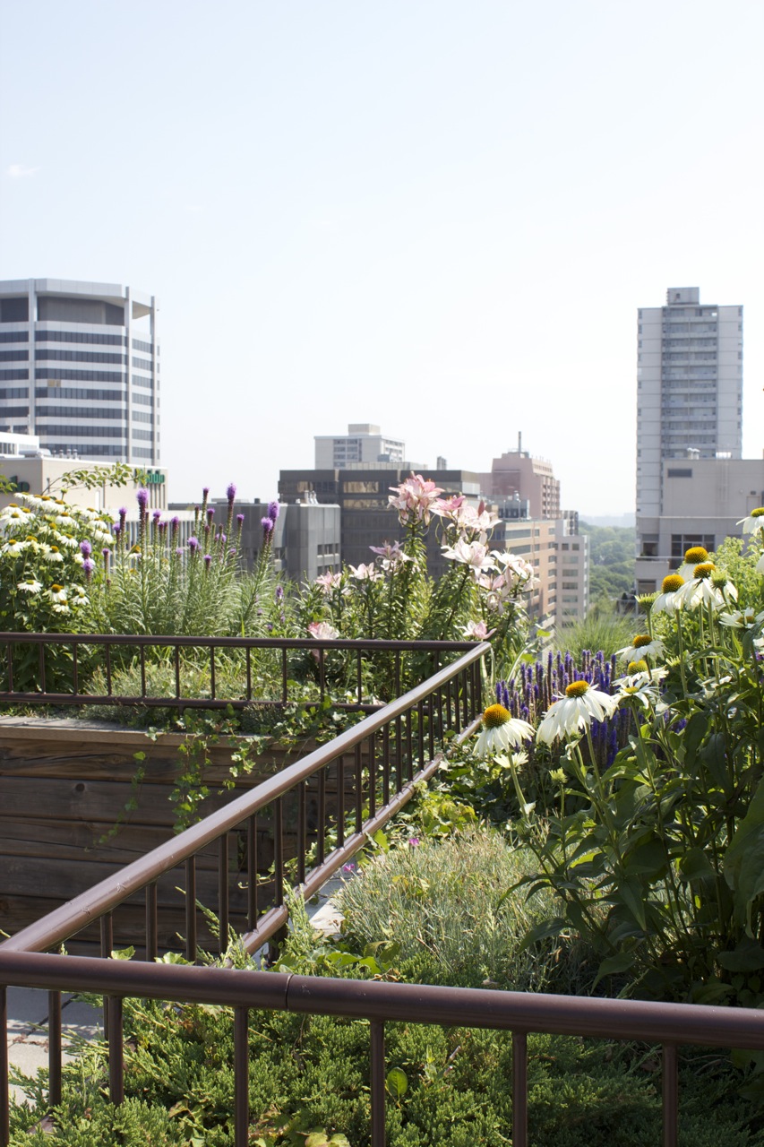 Toronto's Green roof Bylaw and Incentive programs/grants 