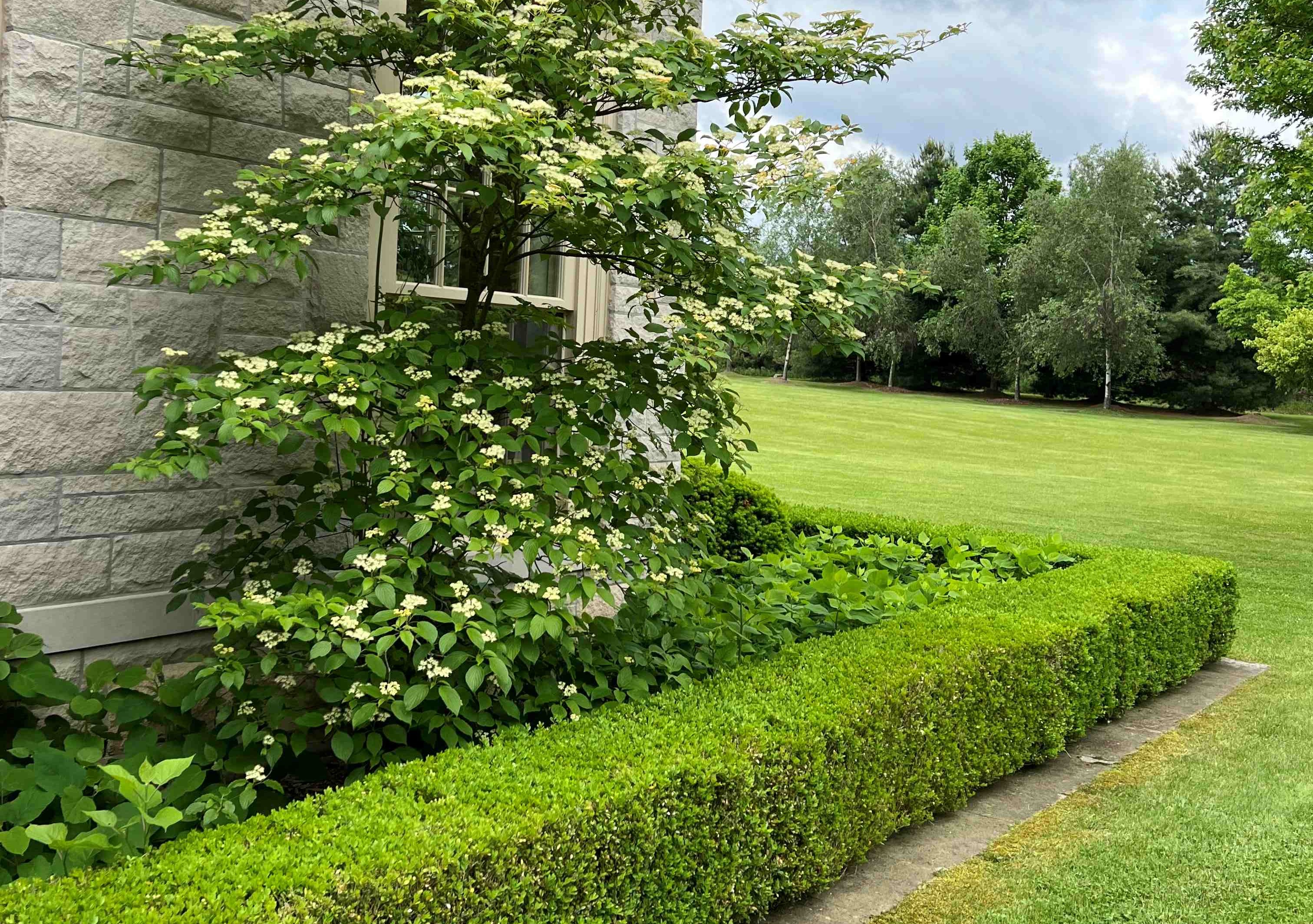 A Guide to Your Boxwood Health