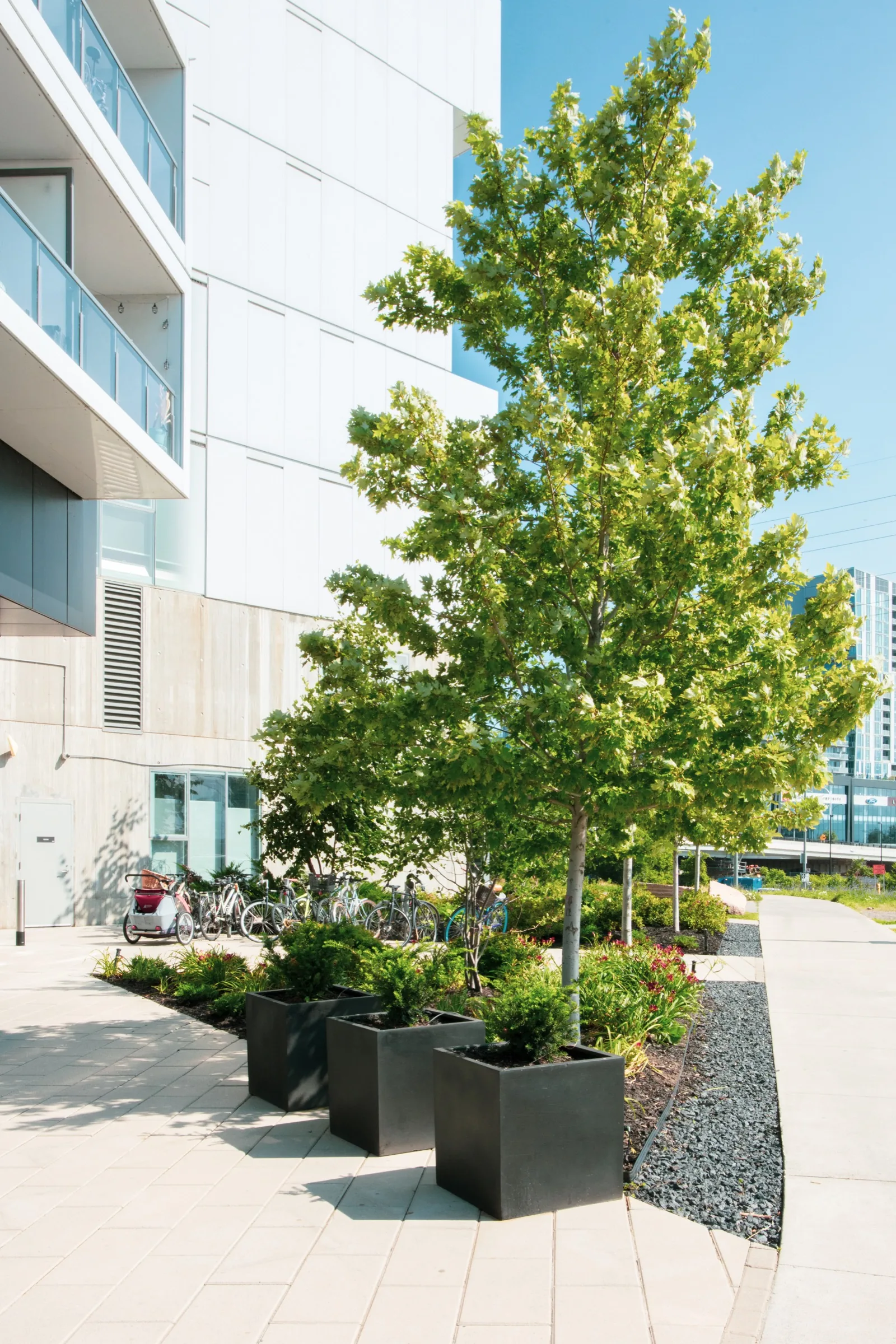 Modern black planters complement the trees and garden beds at the building entrance