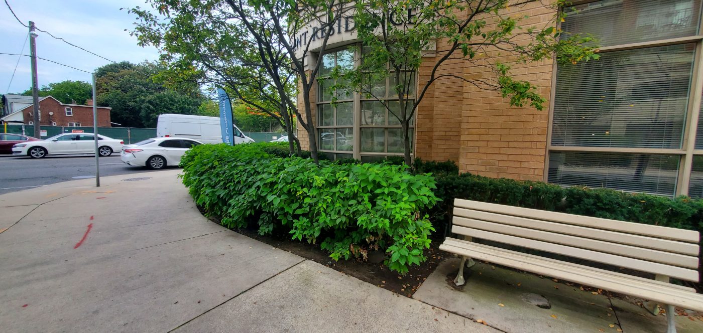 Corner of the property uses hedges to provide a more private seating area as well as giving a natural barrier between the sidewalk and property.