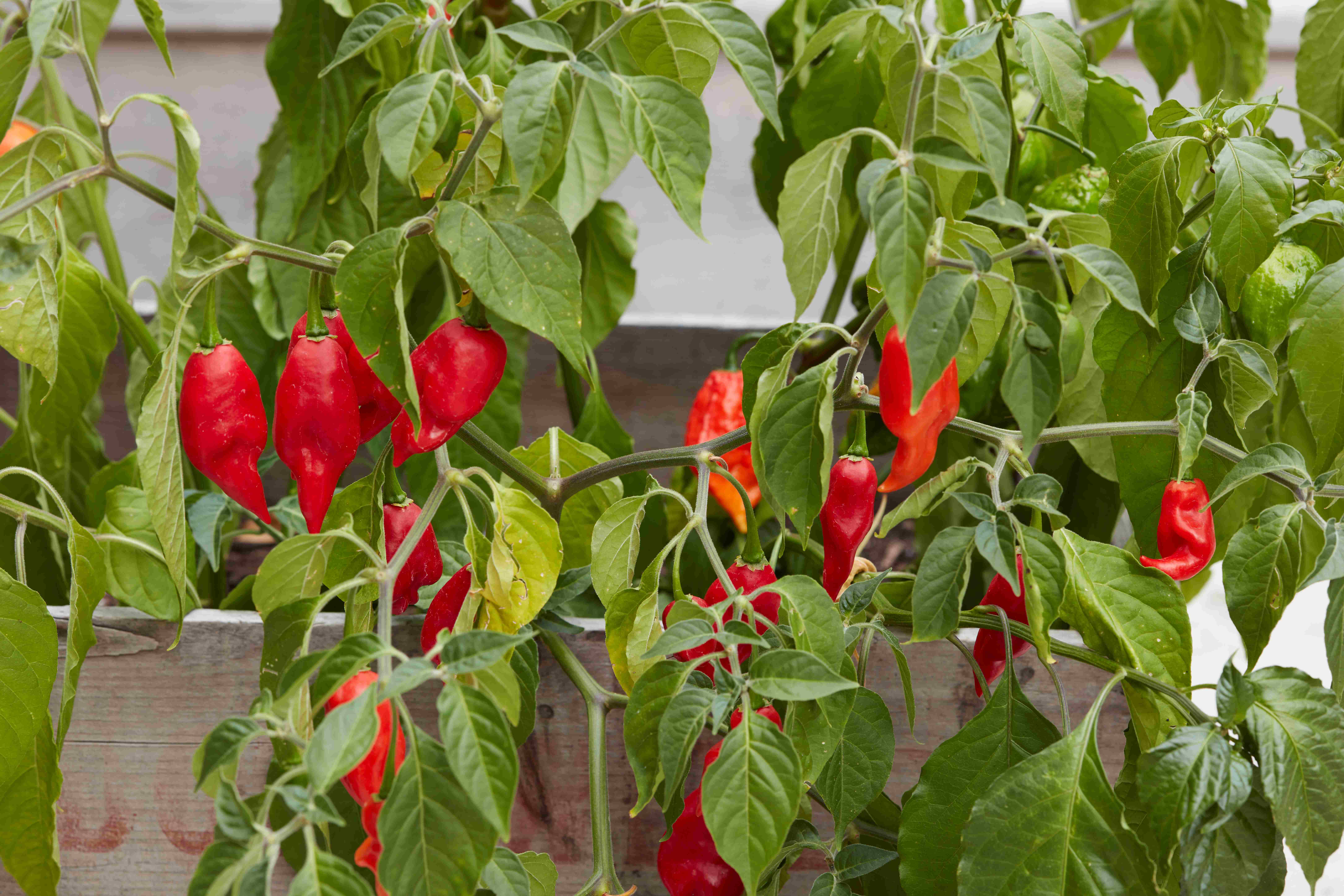 Peppers from vegetable box