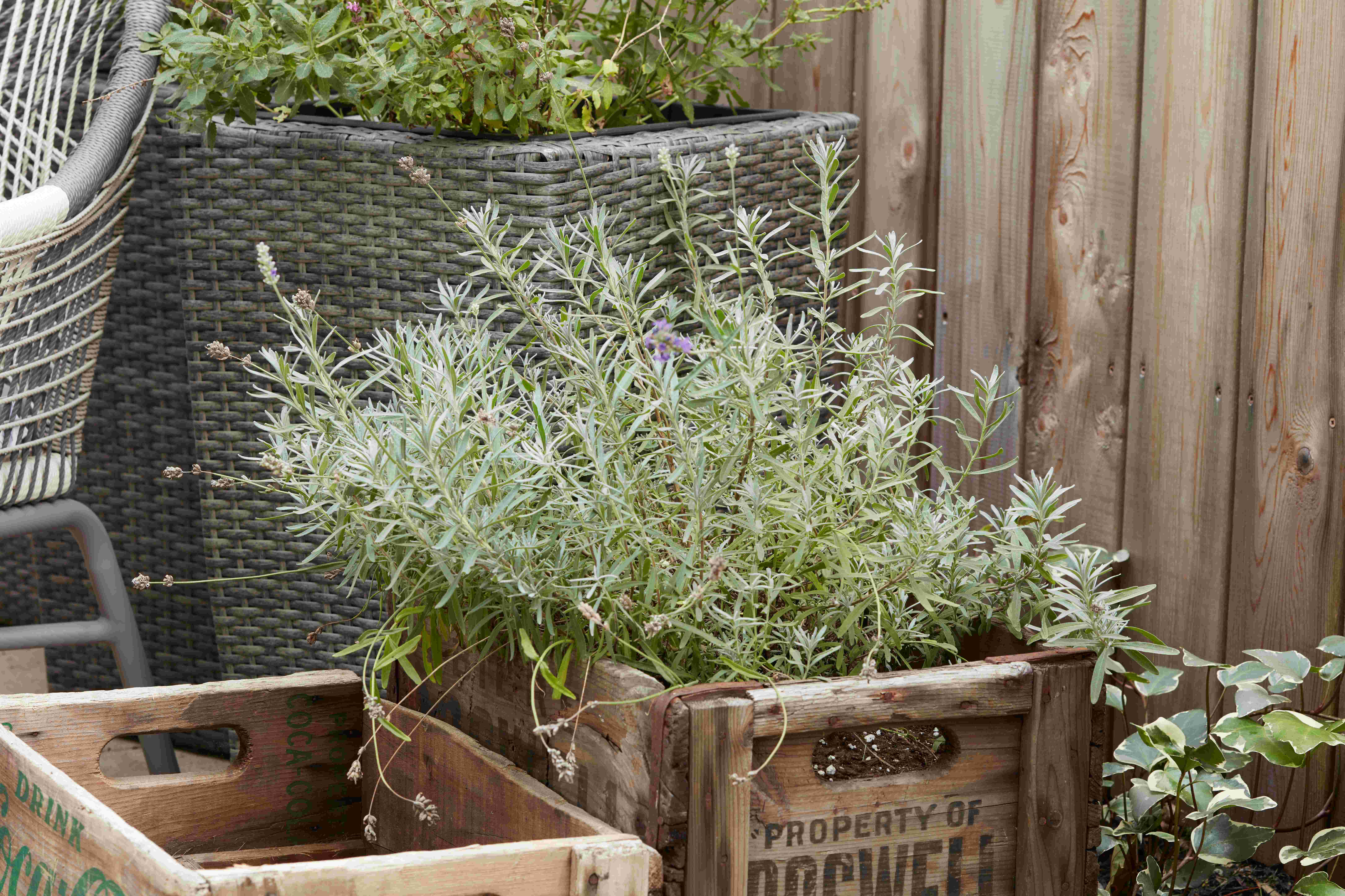 Vegetable Boxes containing assorted Herbs