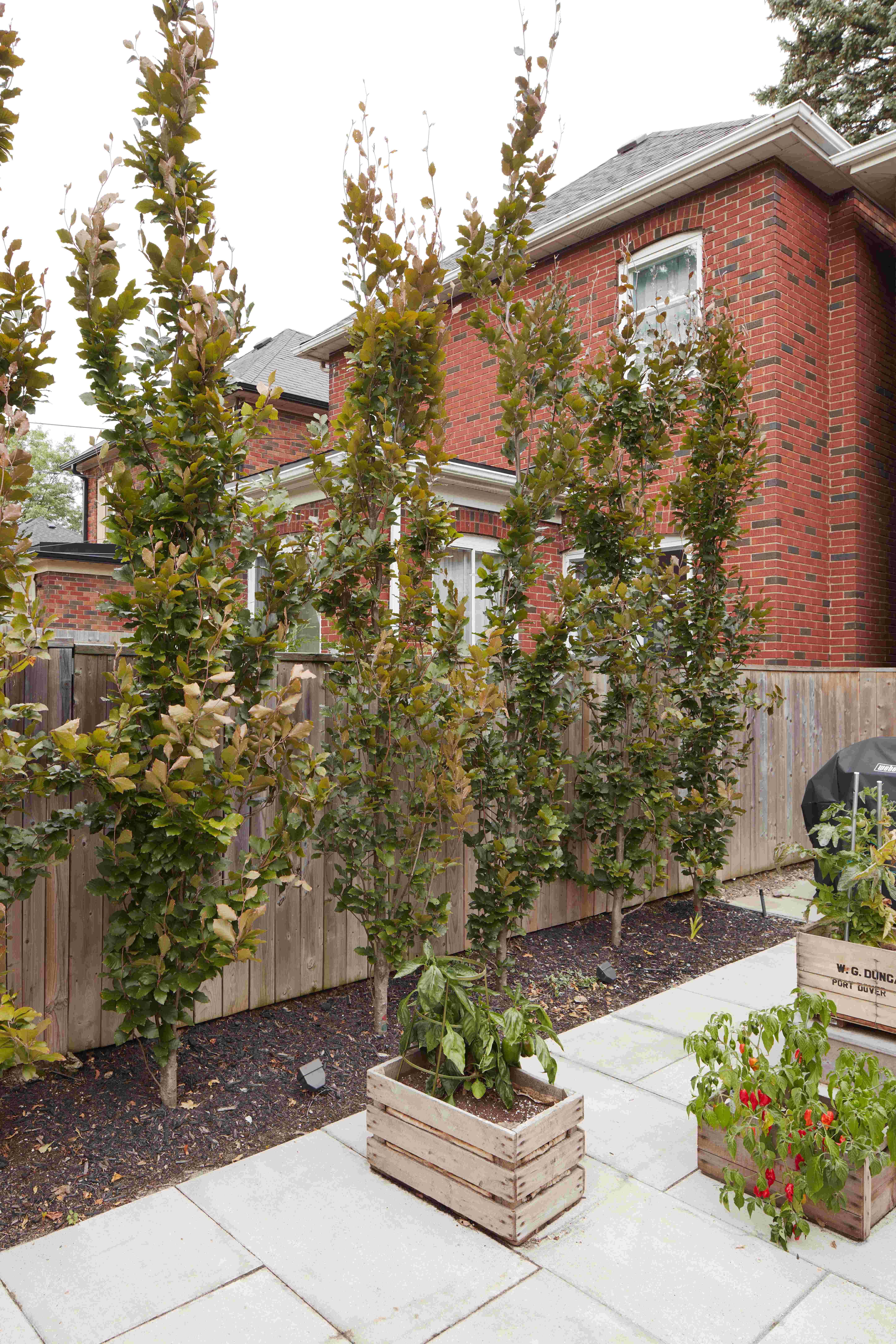 Fence with trees planted in a row