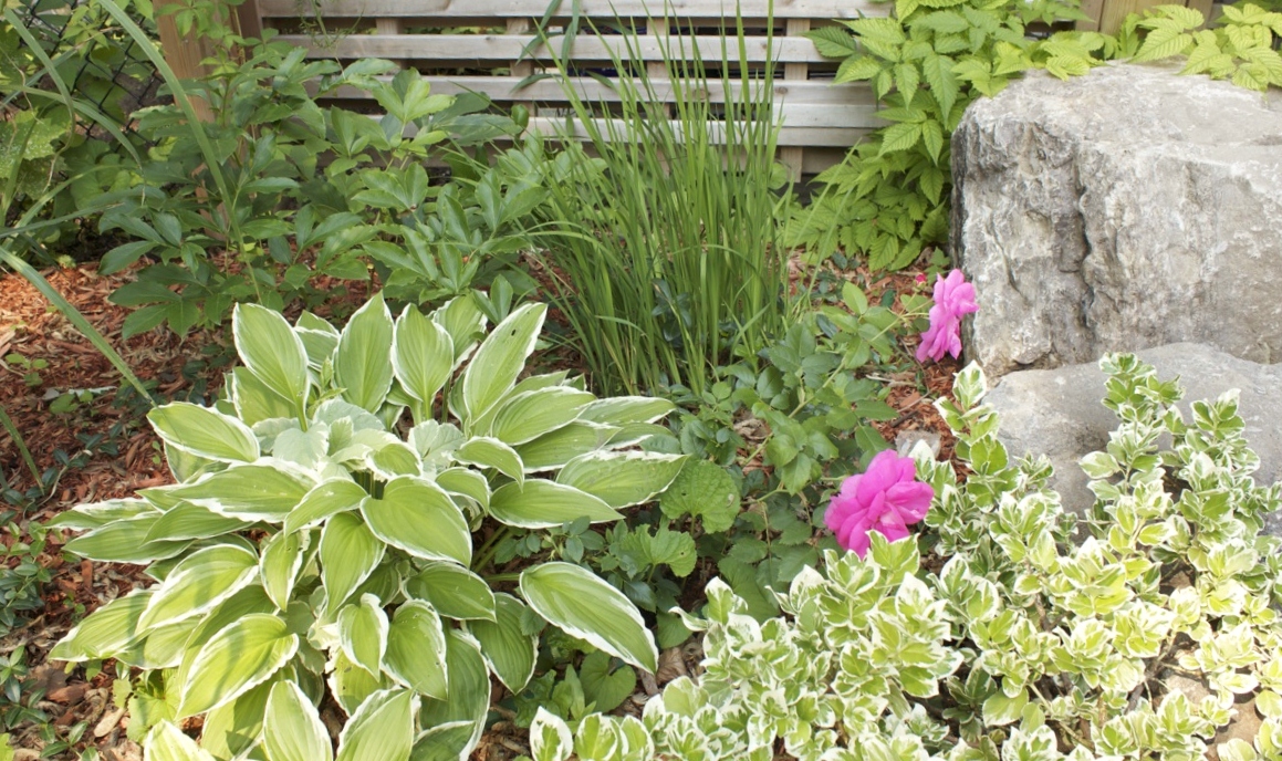 Garden Beds with multi colored perrnials