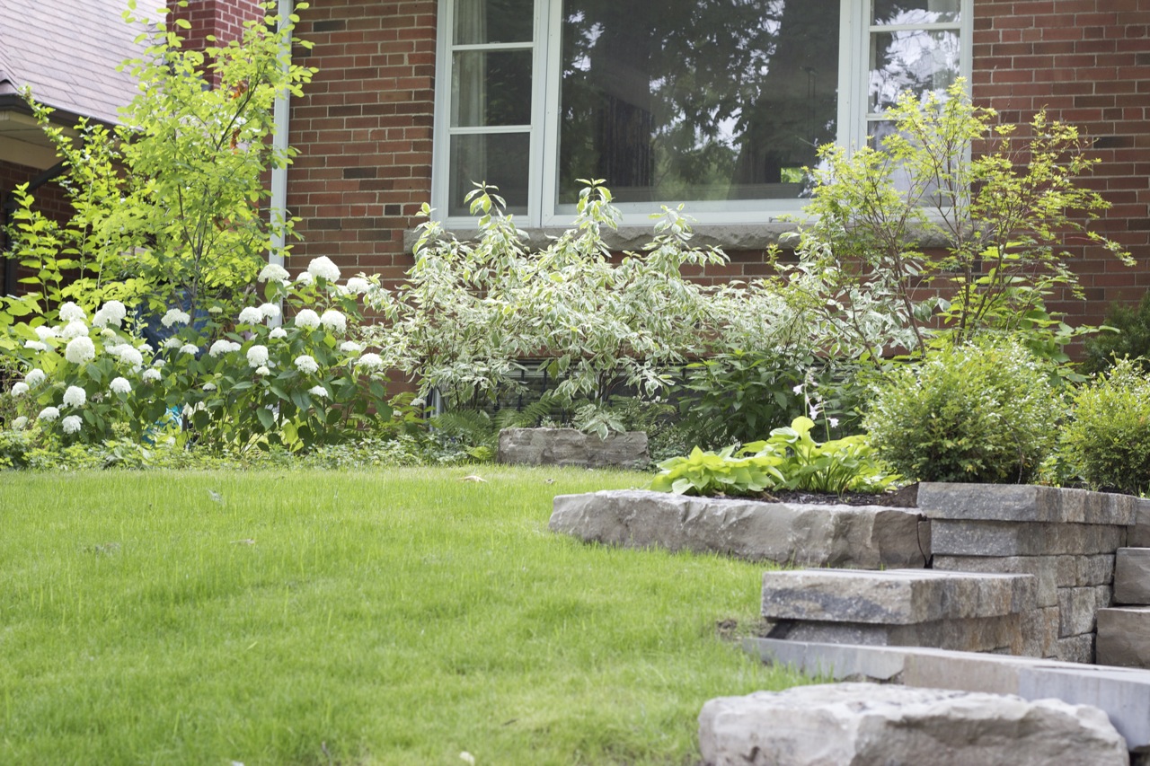 Lawn Space with garden at the back covering the front of the house with whites and green perennial garden