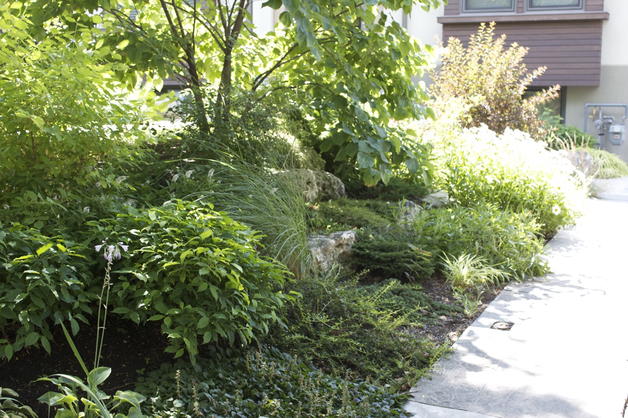 Large growth Perennial natural garden bed