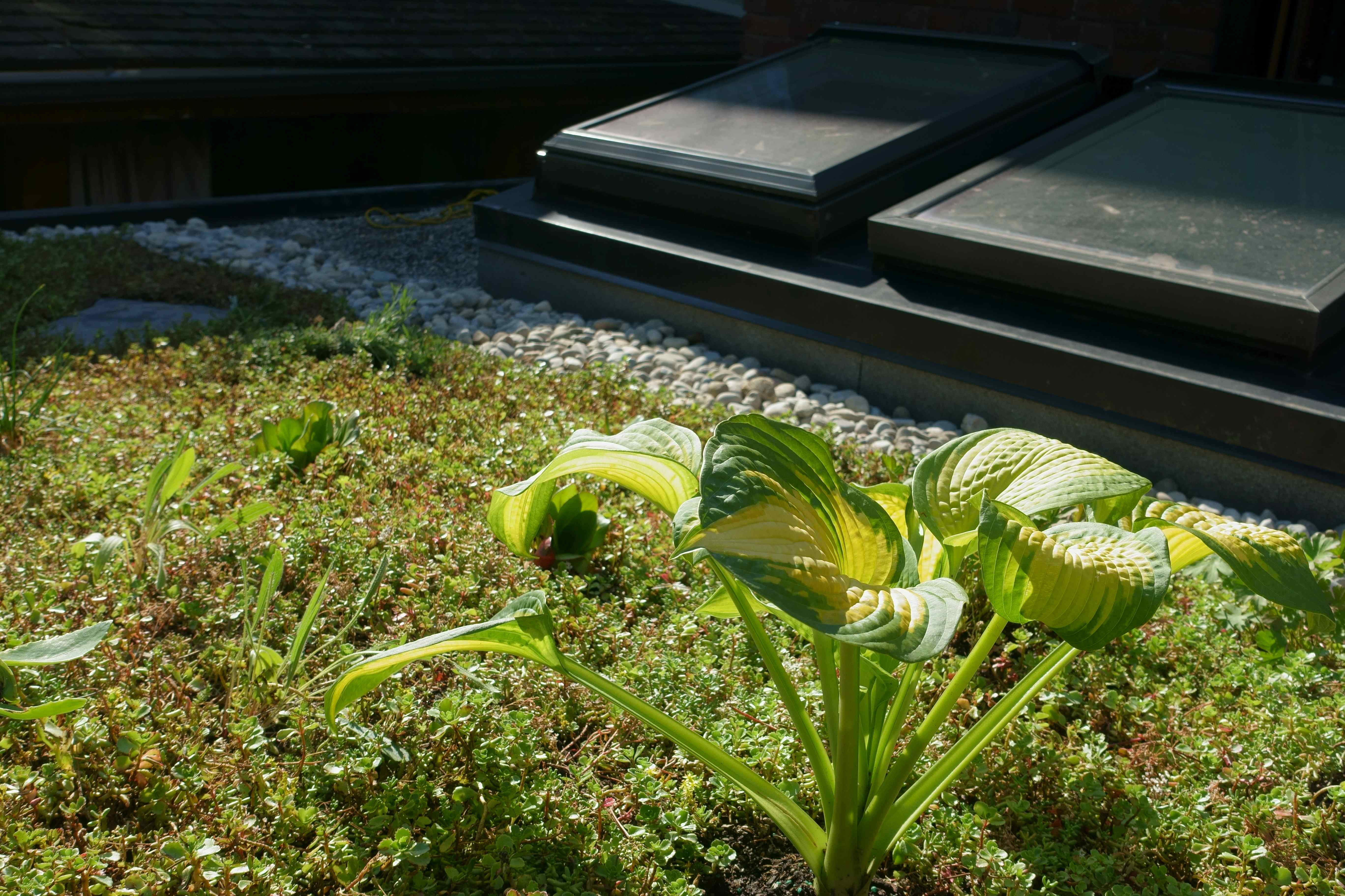 Green roof garden 