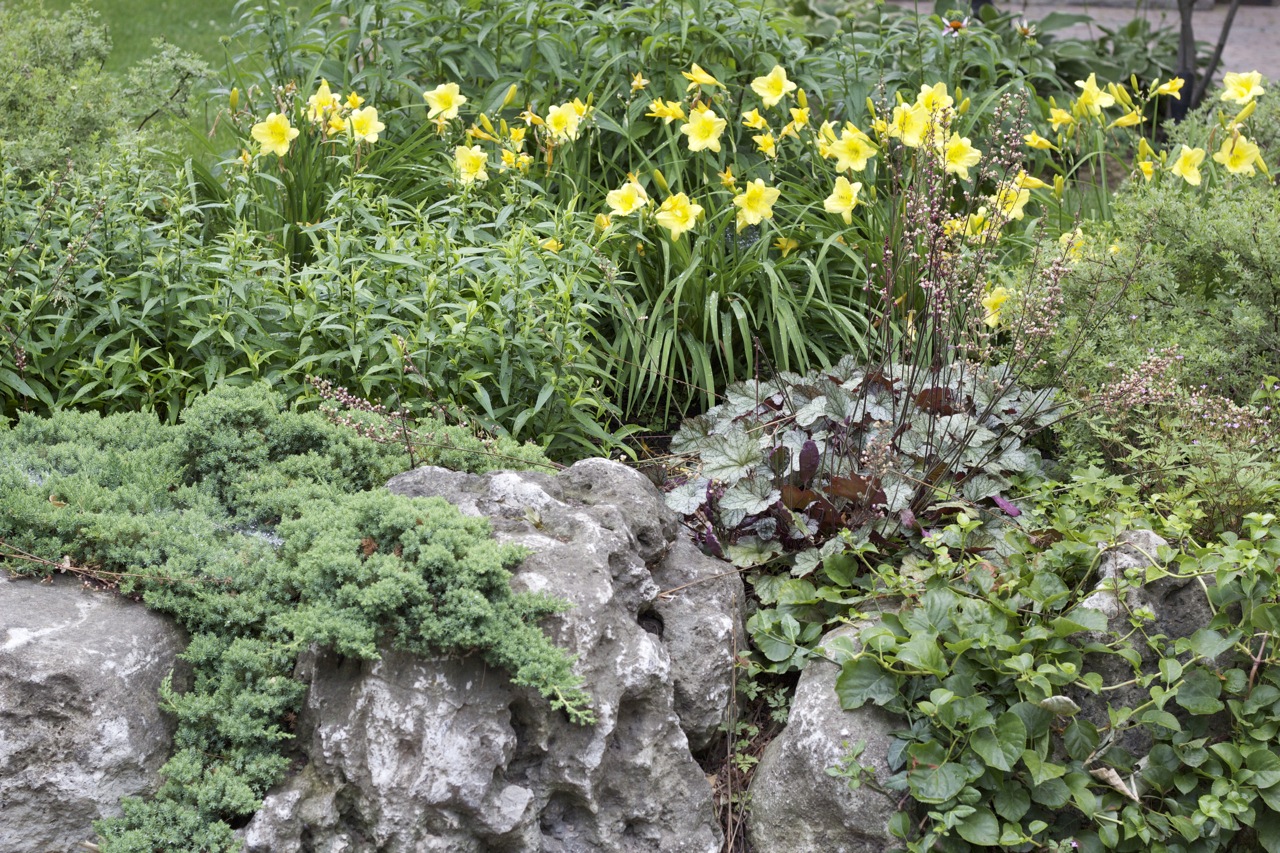 Ivy growing over natural stone creates natural garden design