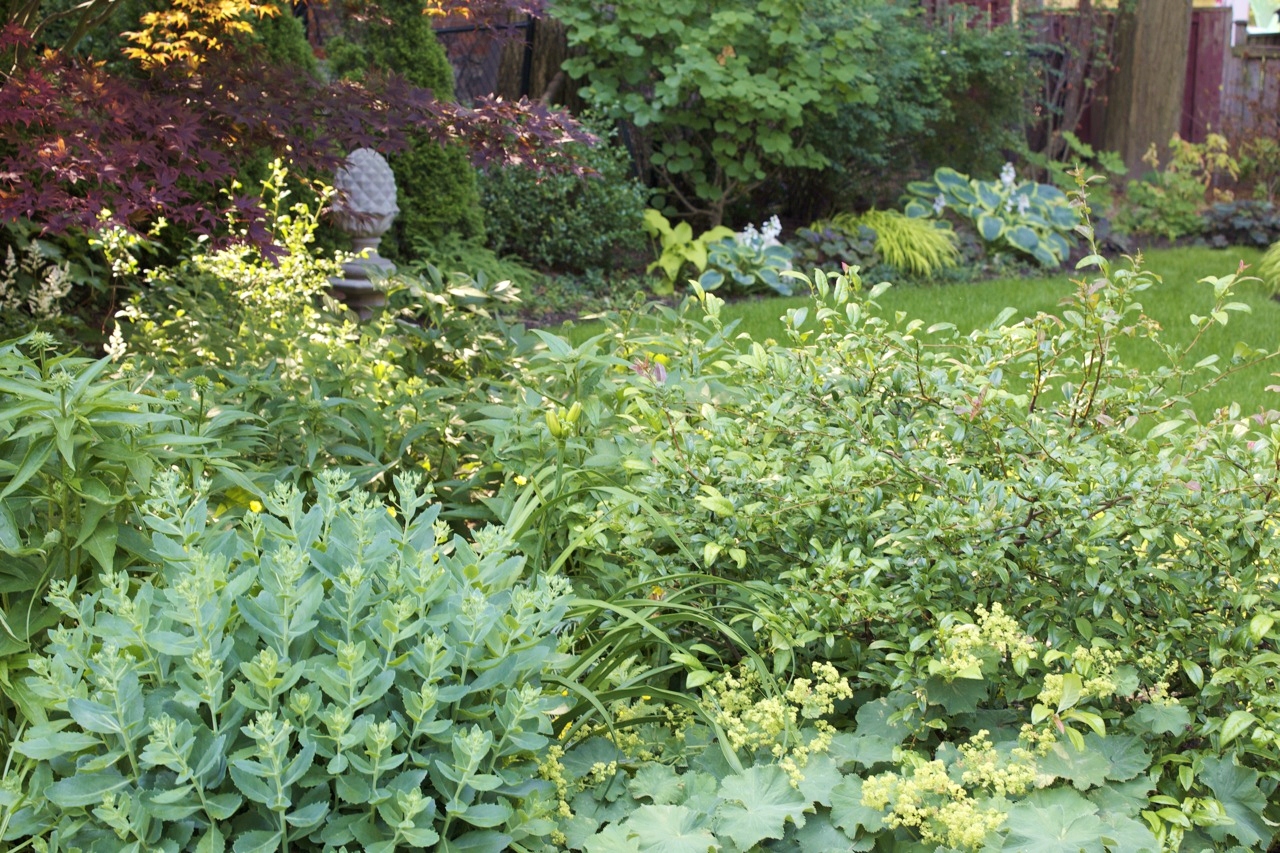 Garden full of large hostas