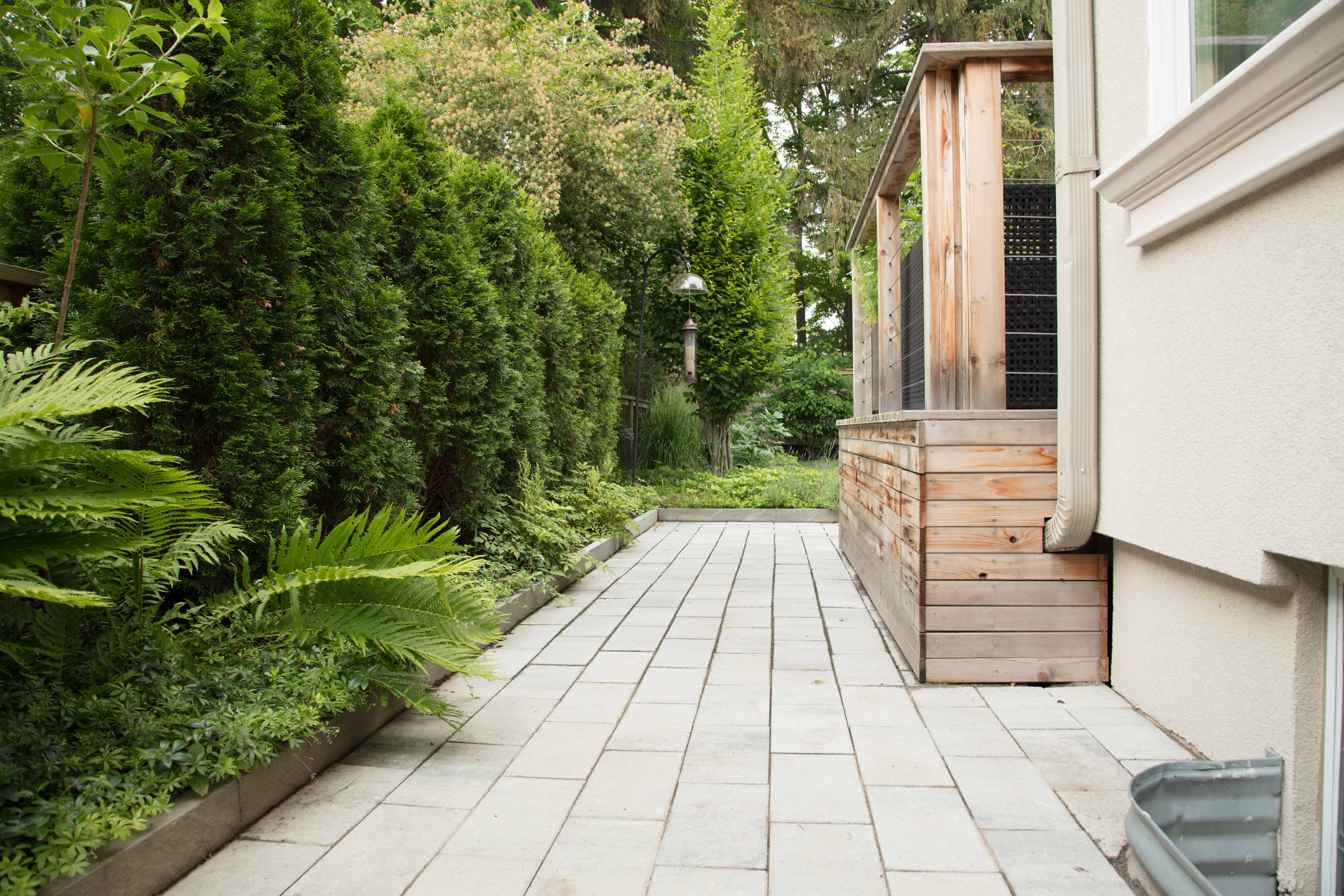stone walkway with stairs to deck and ever green hedges on either side