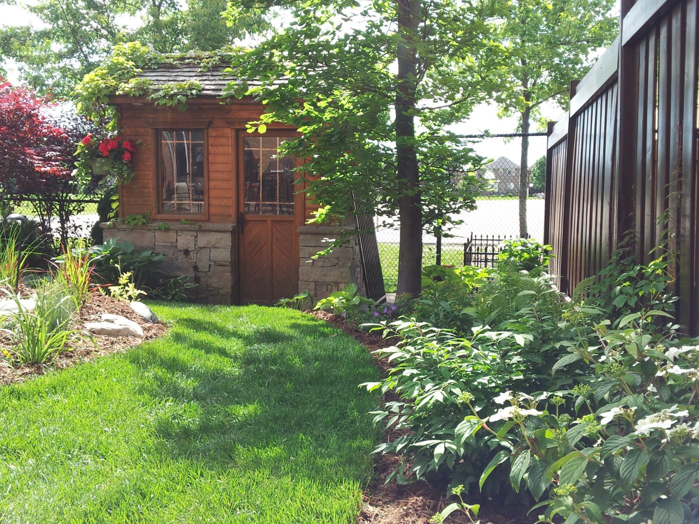 Shed and Hostas in garden bed alongside fence