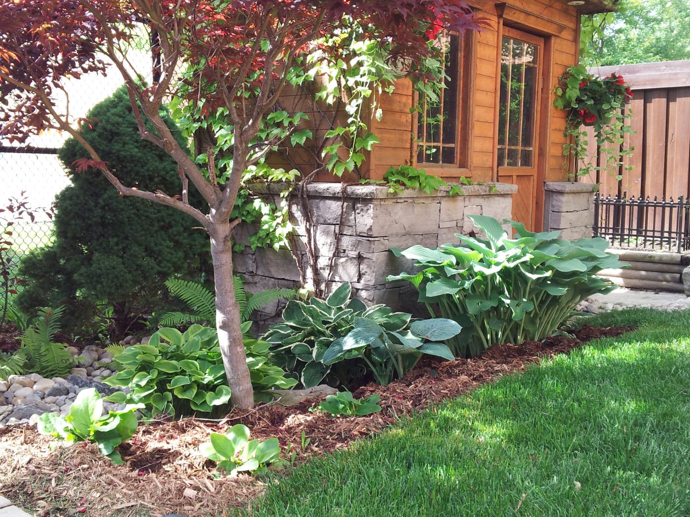 Hostas and small tree alongside lawn space with fresh brown natural mulch