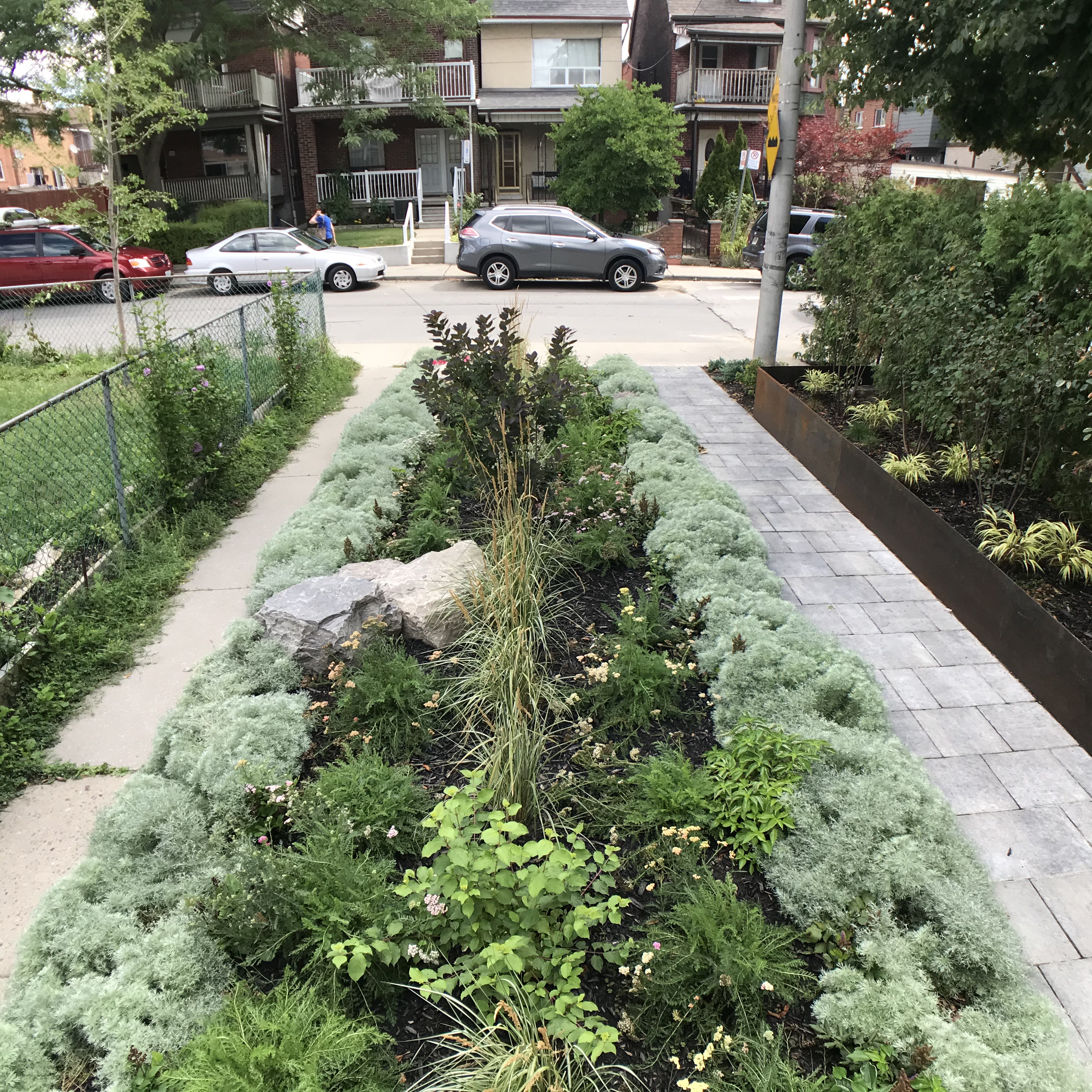 Native species plant garden