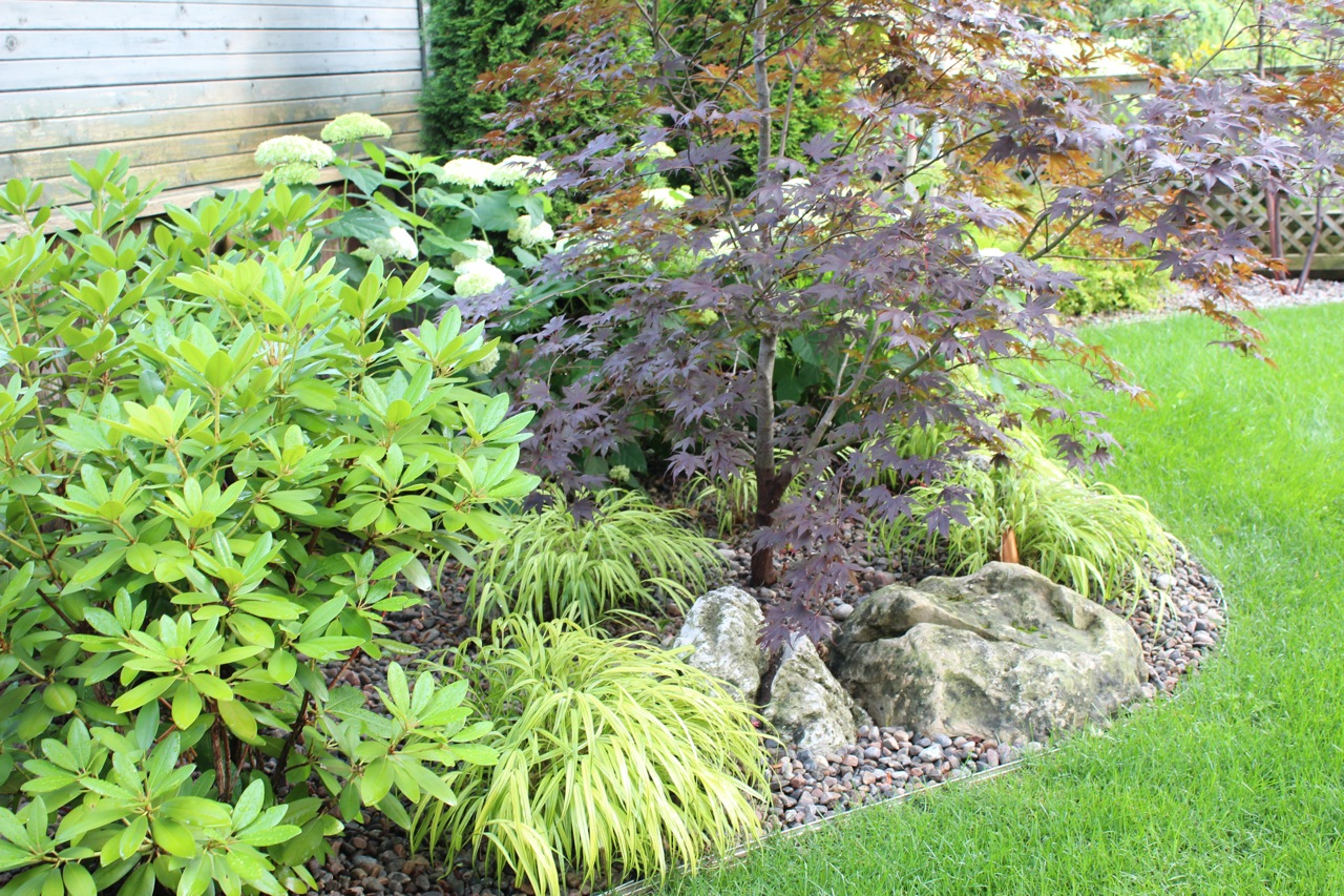 Backyard with burning bush and foliage