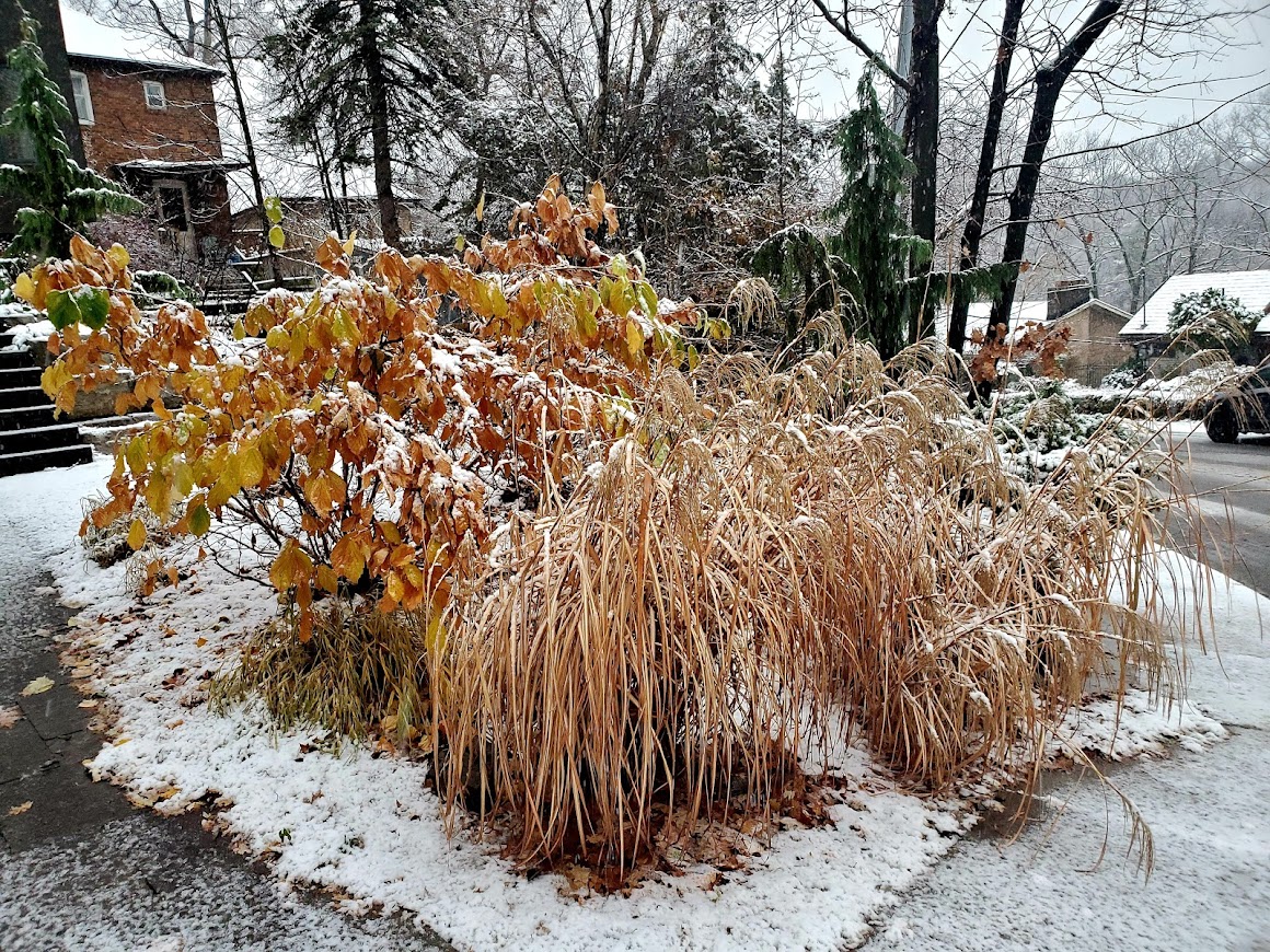 Grasses on the winter landscape