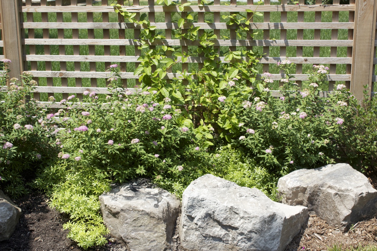 Natural brown mulch held back by natural stone. Plants growing up custom built fence.