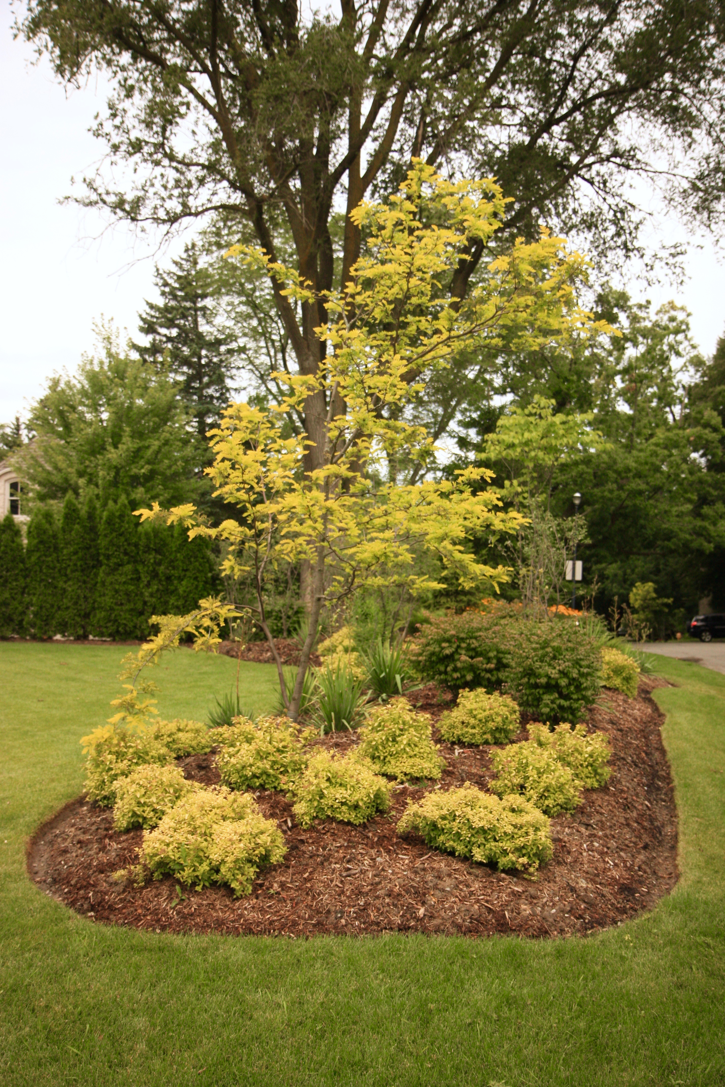 Brown Mulch Perennial garden around trees in back yard