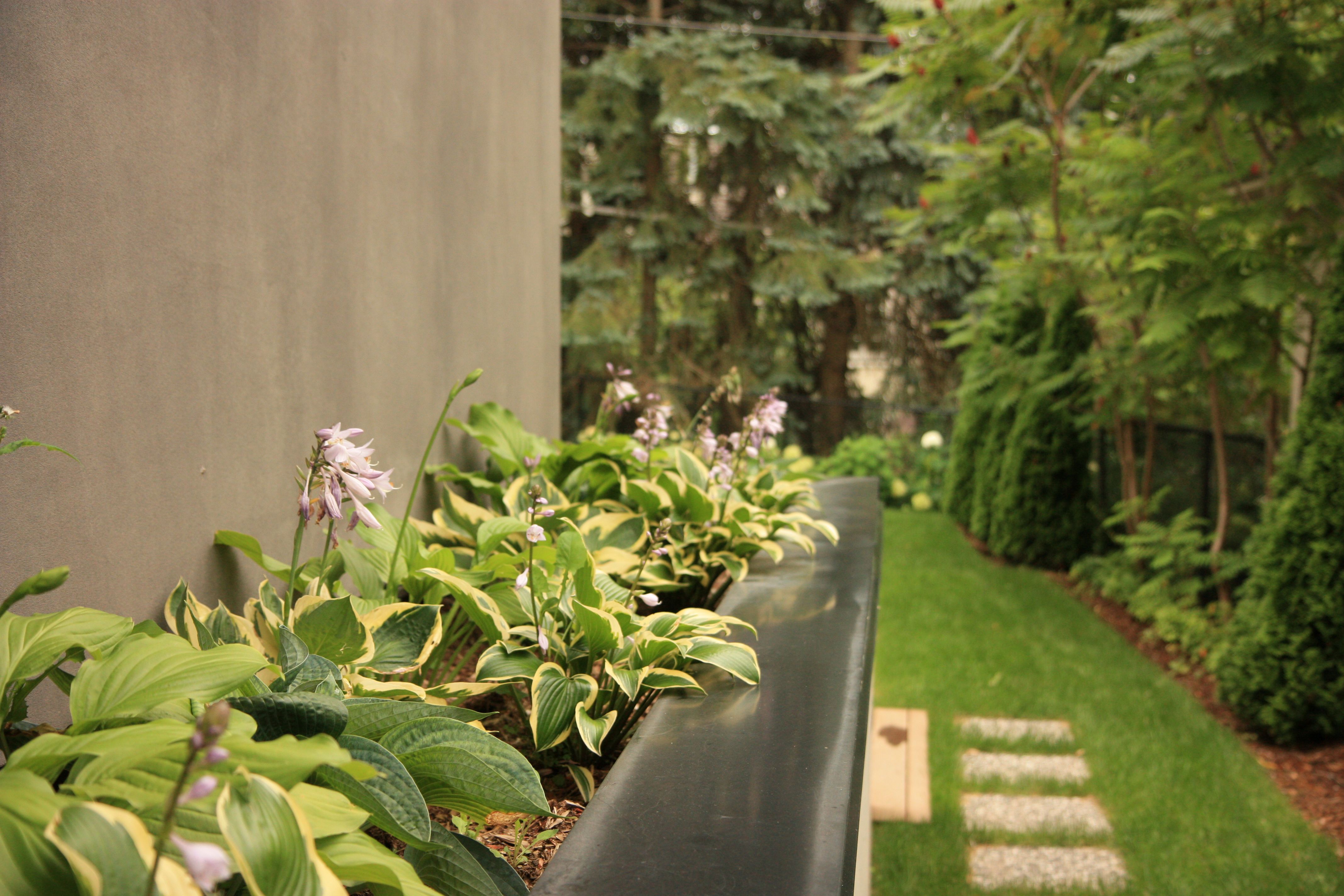 Retaining wall / Planter on side of home containing hostas