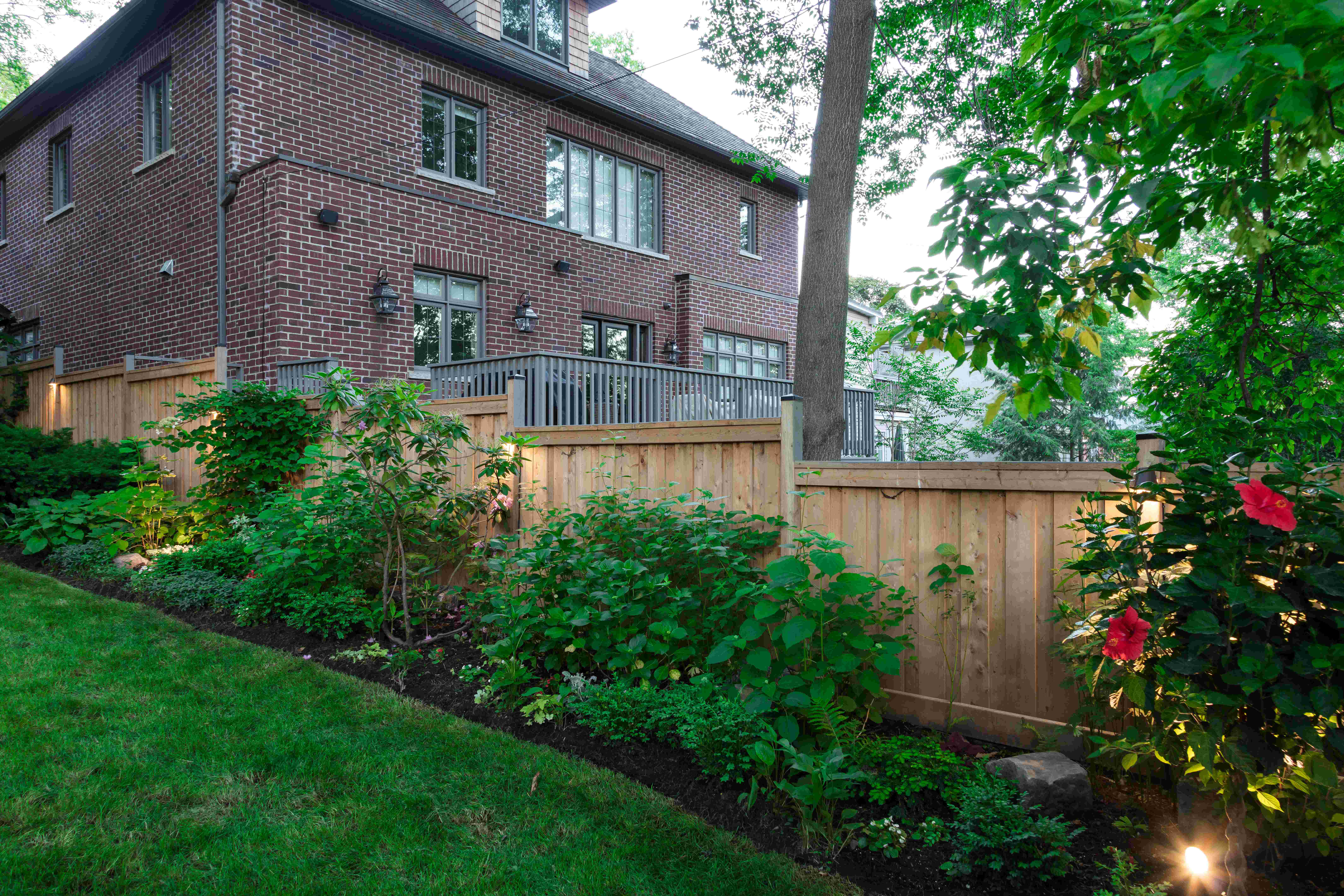 Backyard fence with garden beds and large hedges and rose bushes along it