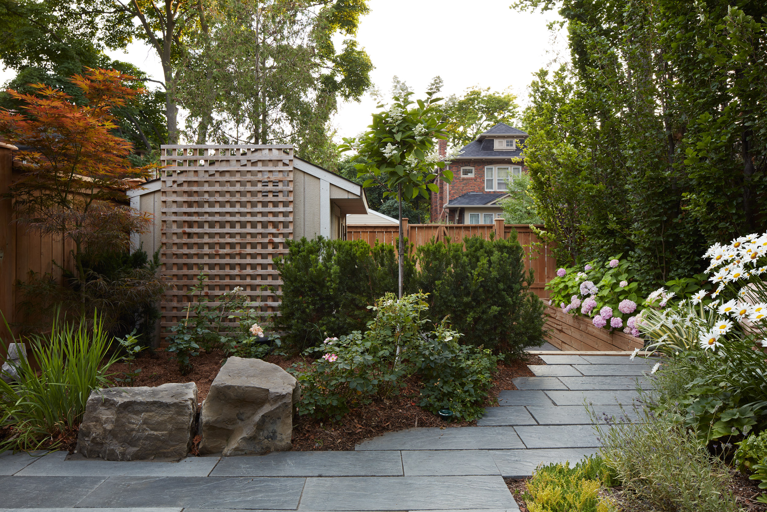 Backyard view with hydrangeas and green and yellow perennials