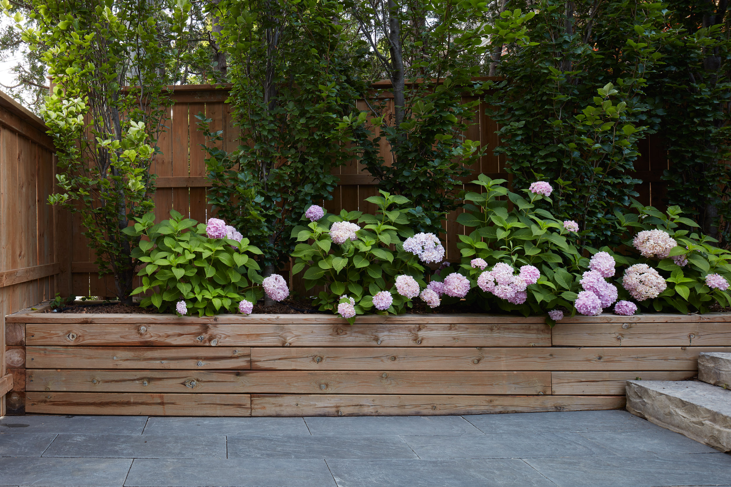 Hydrangeas in custom built wooden retaining wall