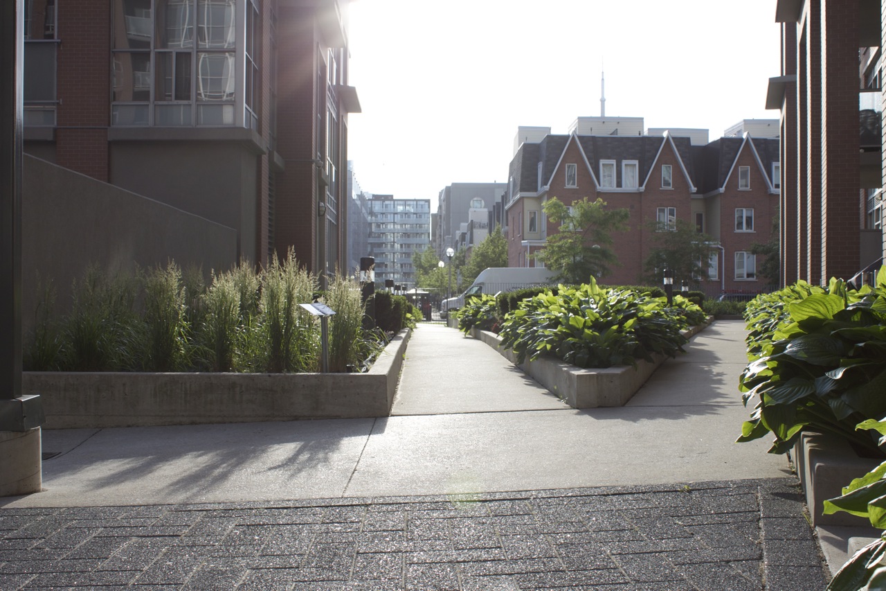 large concrete pad walking area with large rose bush hedges