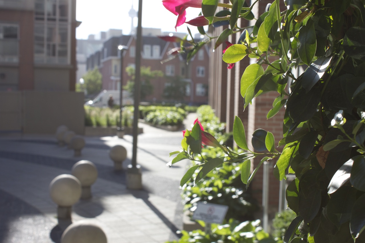 fancy photo of the property looking through the leaves of a standing hedge