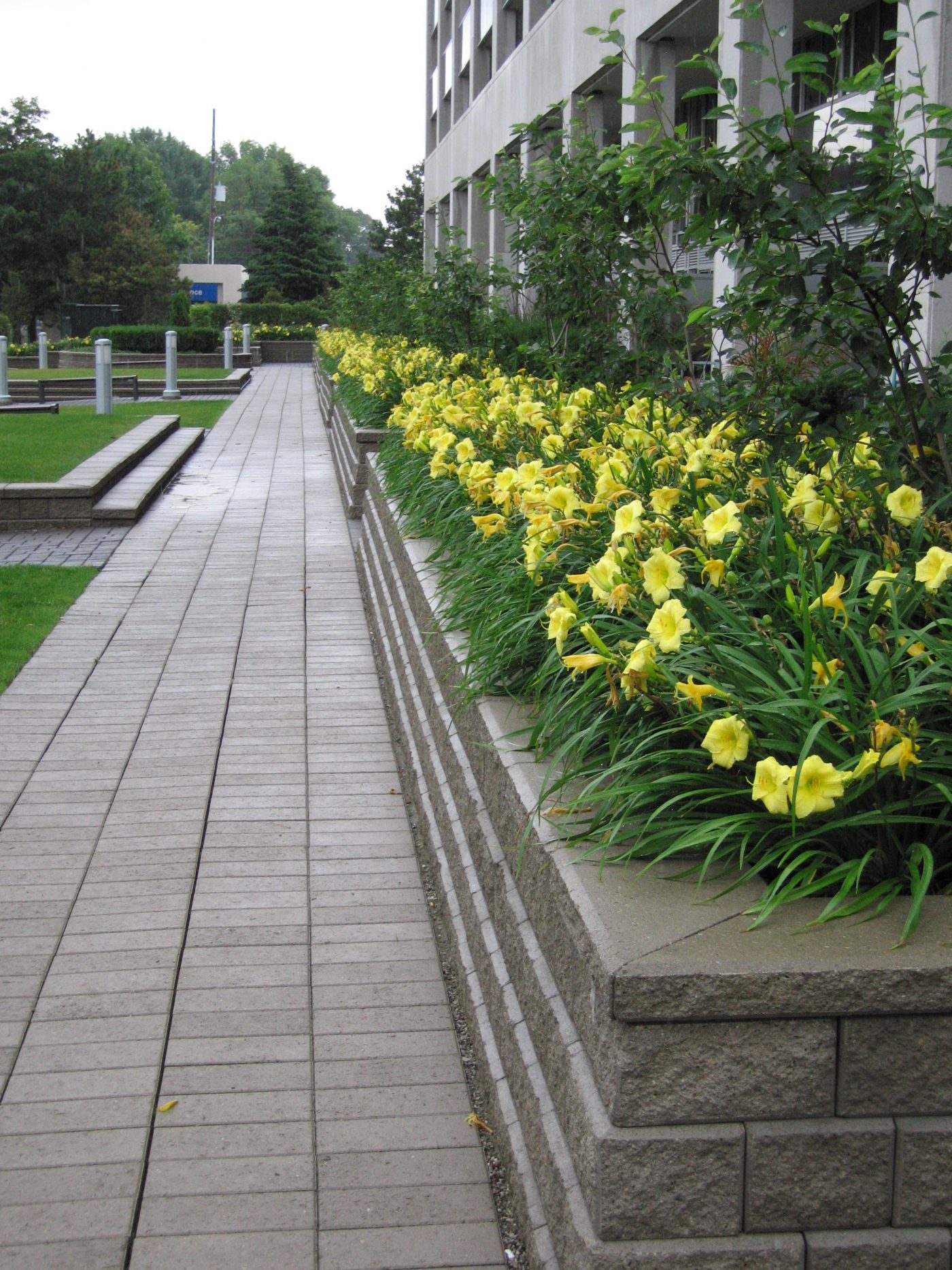 Stone Planters with yellow peonies or something