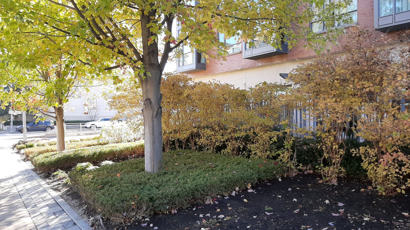 trimmed hedge near mulched beds