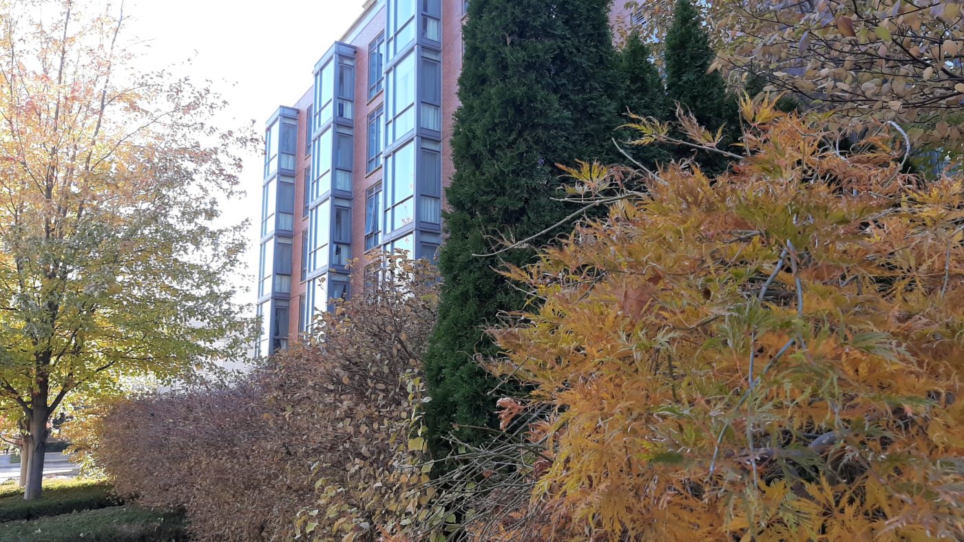 large trees commercial property in fall