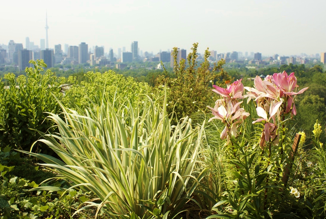 Rooftop Patio gardens