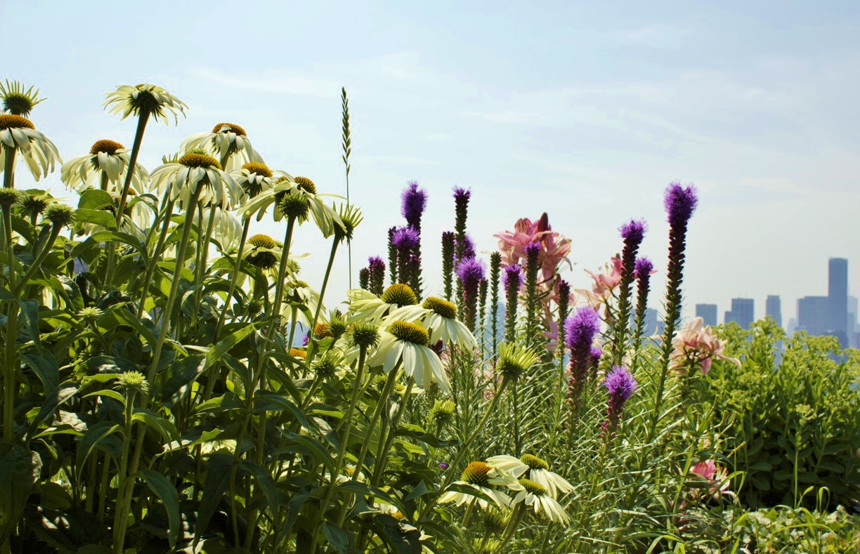More rooftop gardens