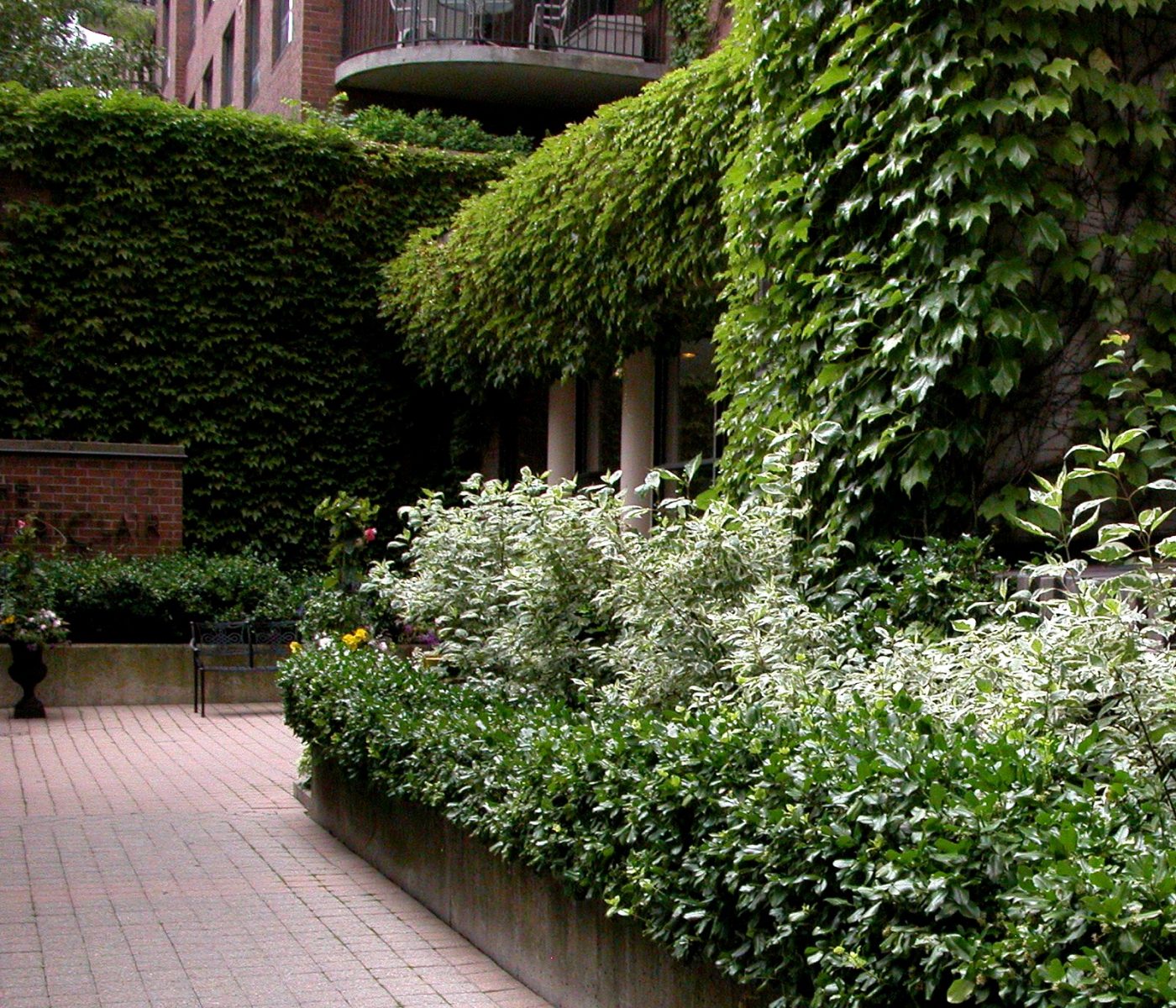 Large Ivy growing on building exterior with gardens in front and in the courtyard