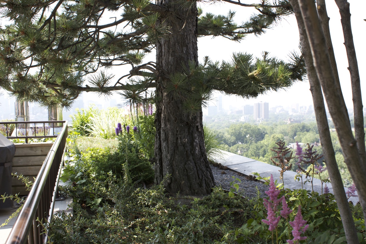 Large Pine tree outside of railing on top of rooftop garden