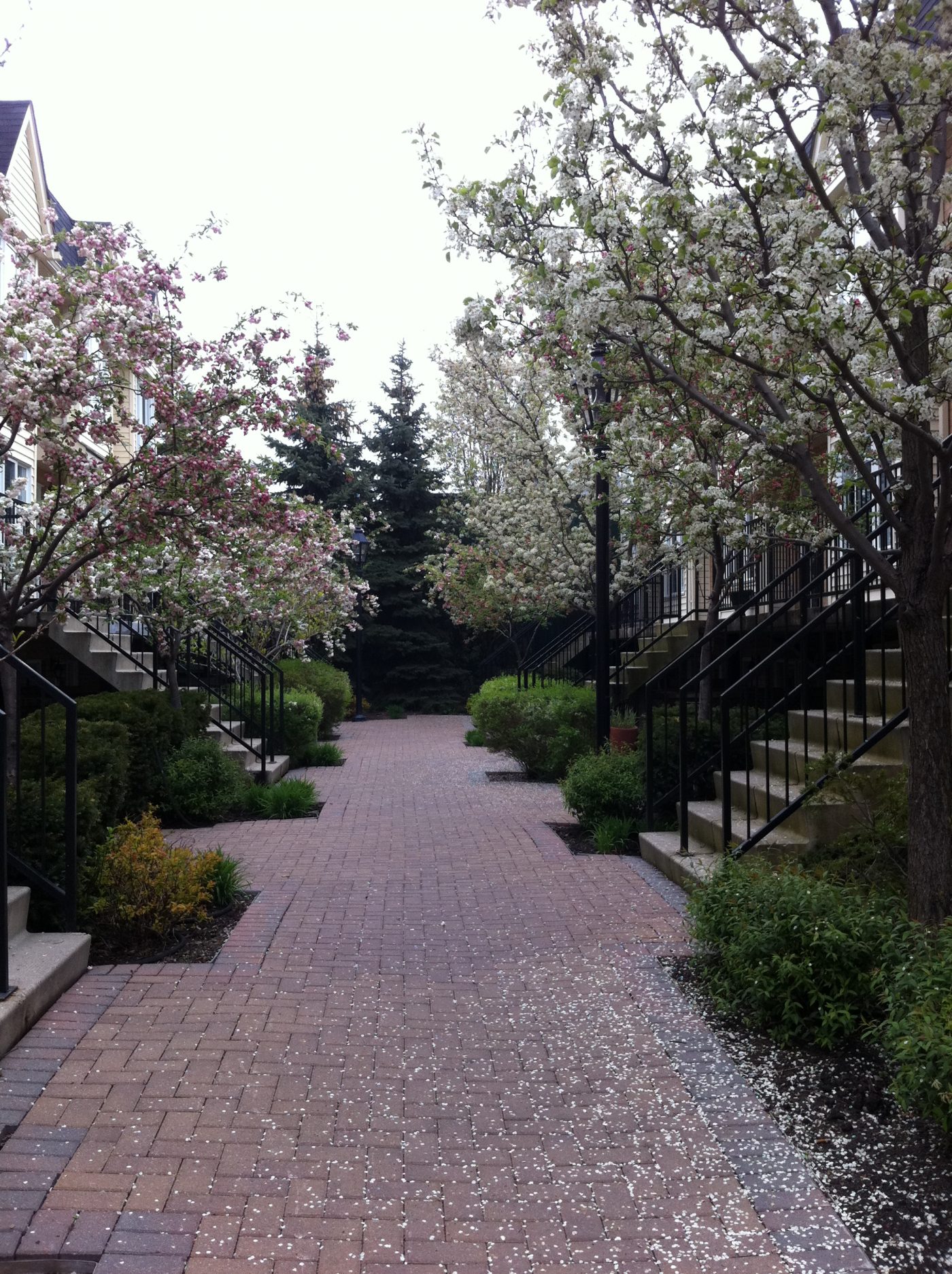 Interlock pathway with shrubs on either side of property entrances