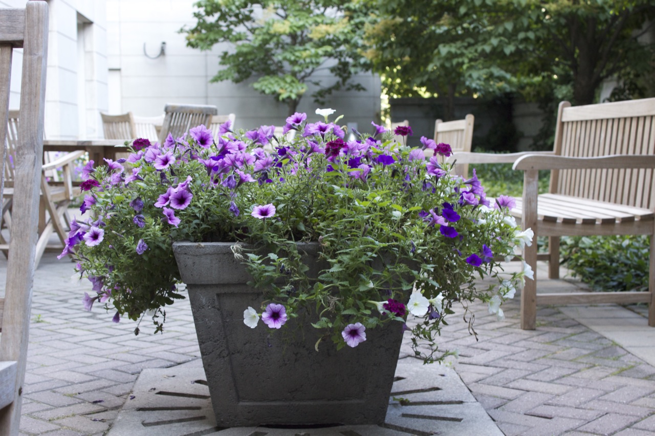 Large annuals planter at front of the building