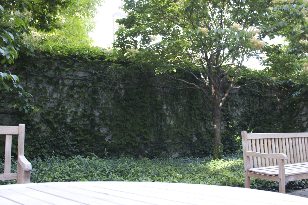 Overgrown ivy on stone wall creates natural feel
