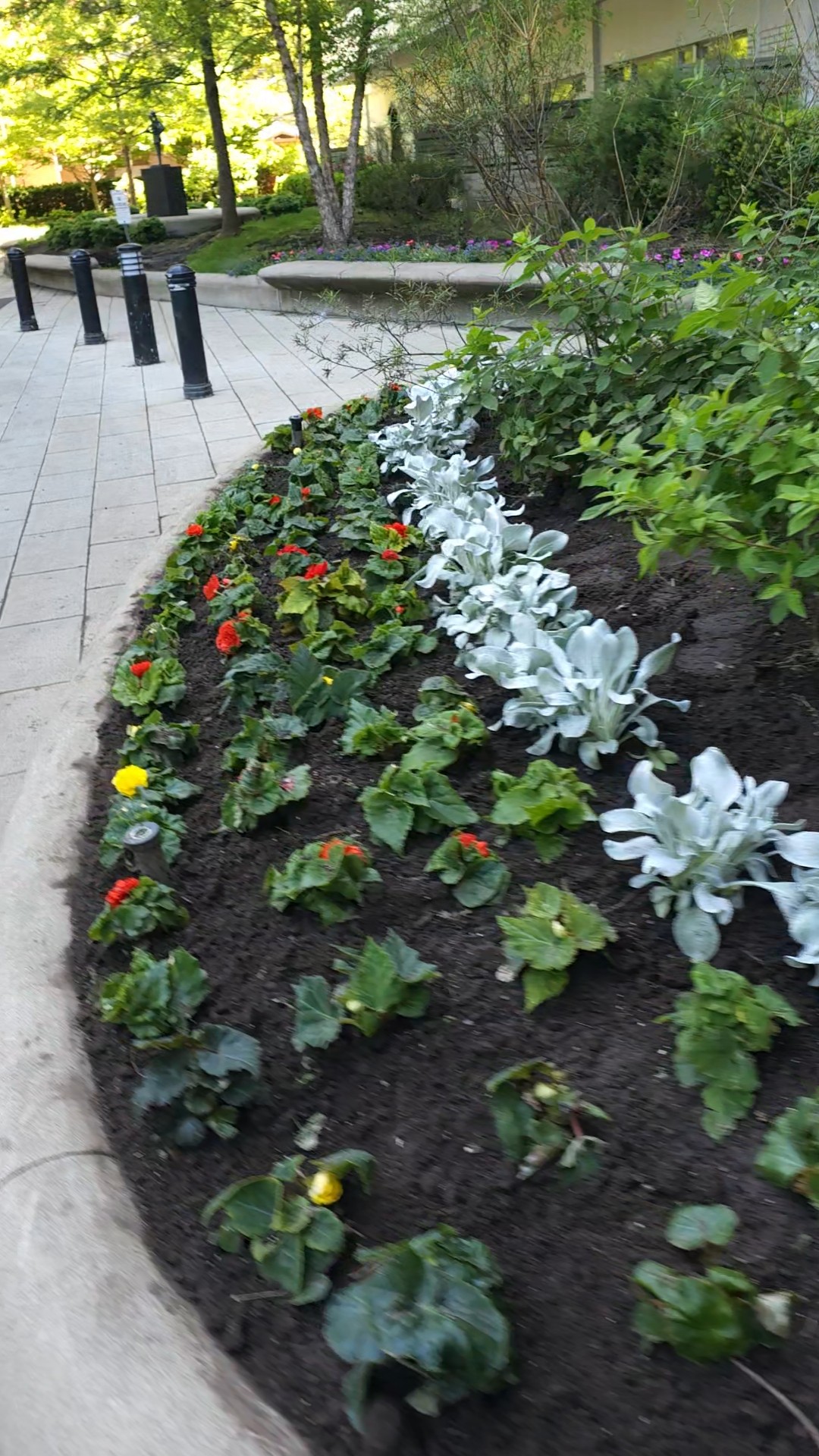 Large Annual Plantings