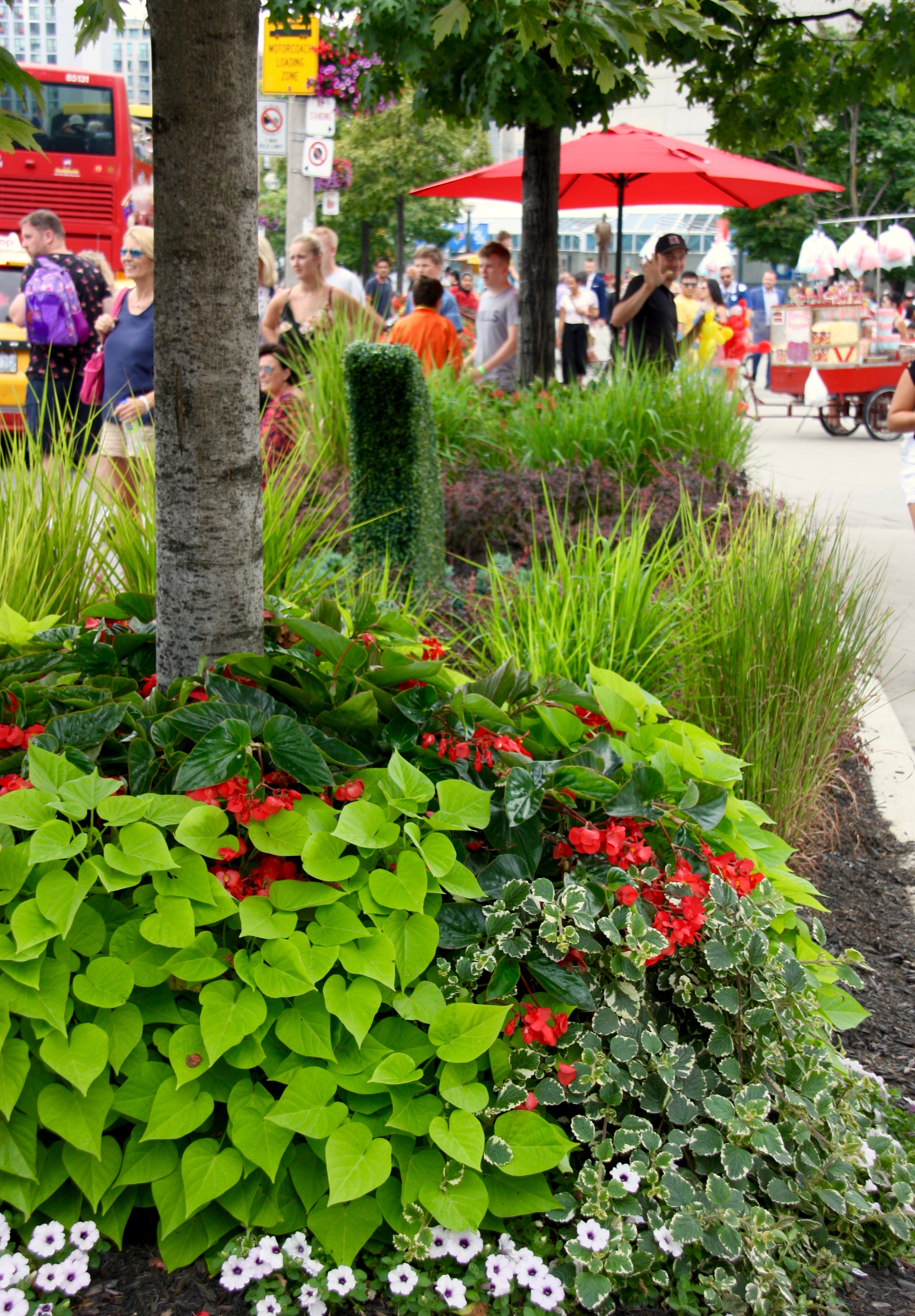 Large growth street side garden beds
