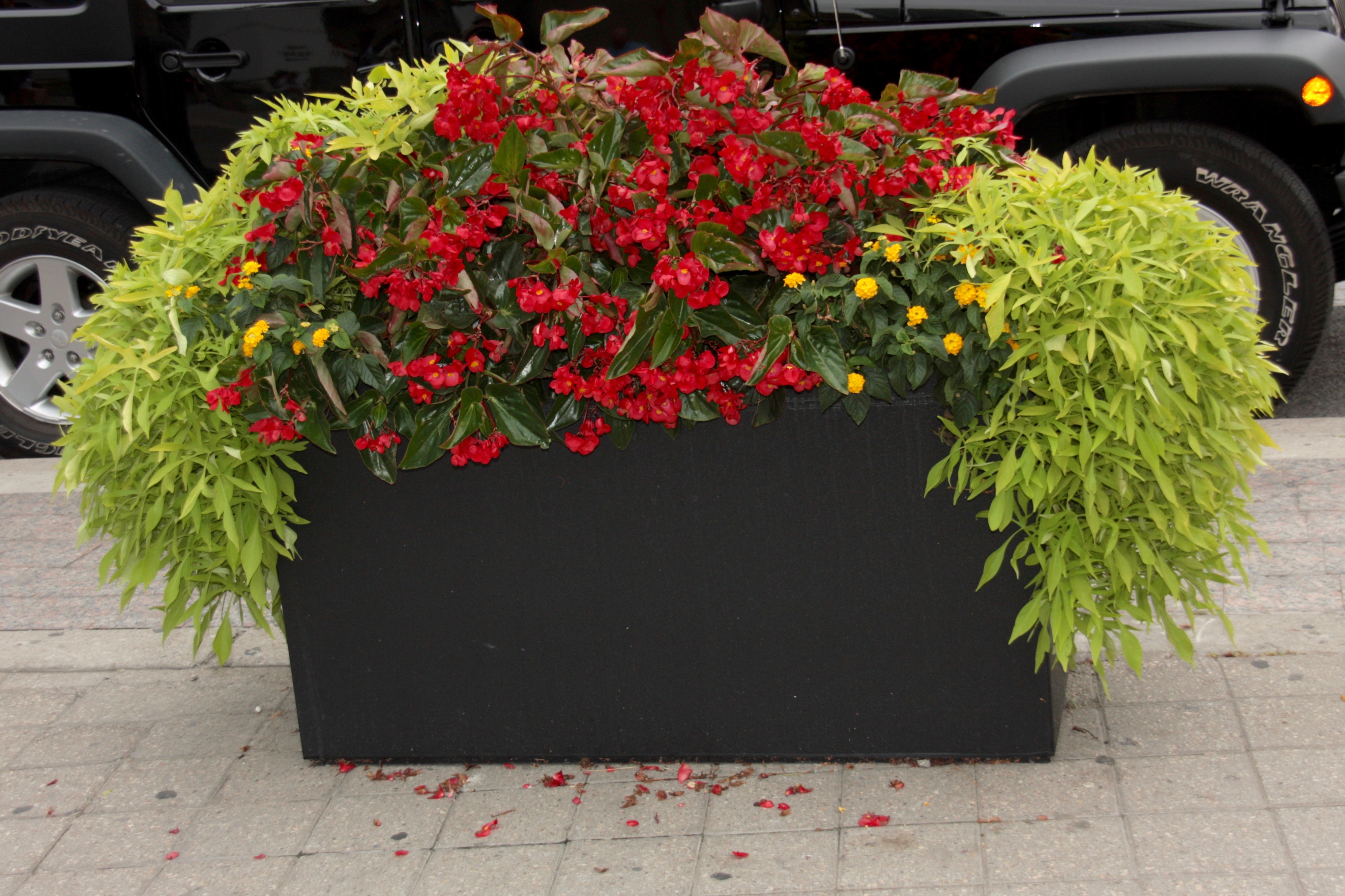 Large planter box filled with annuals