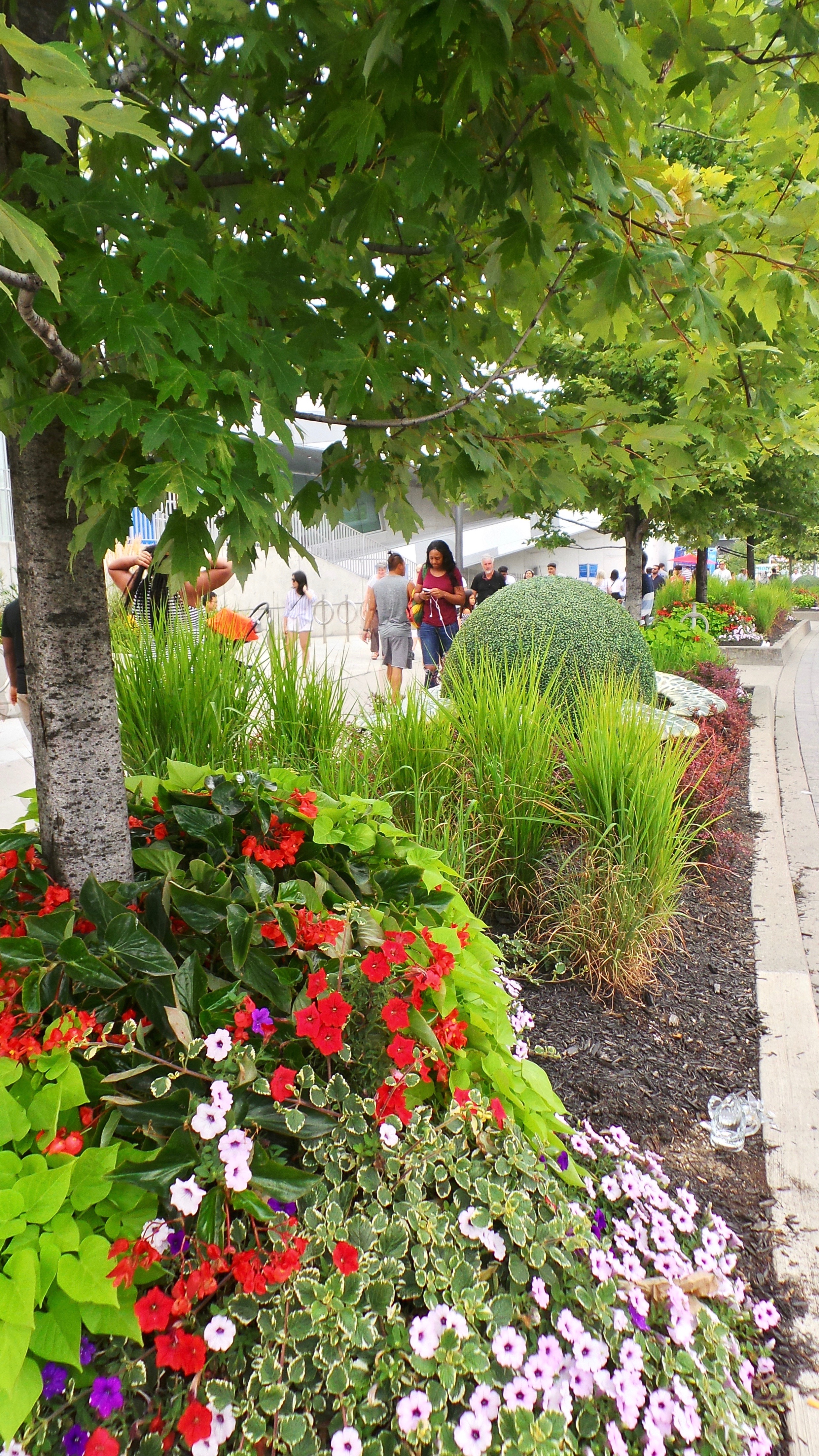 Birch tree and Perennials