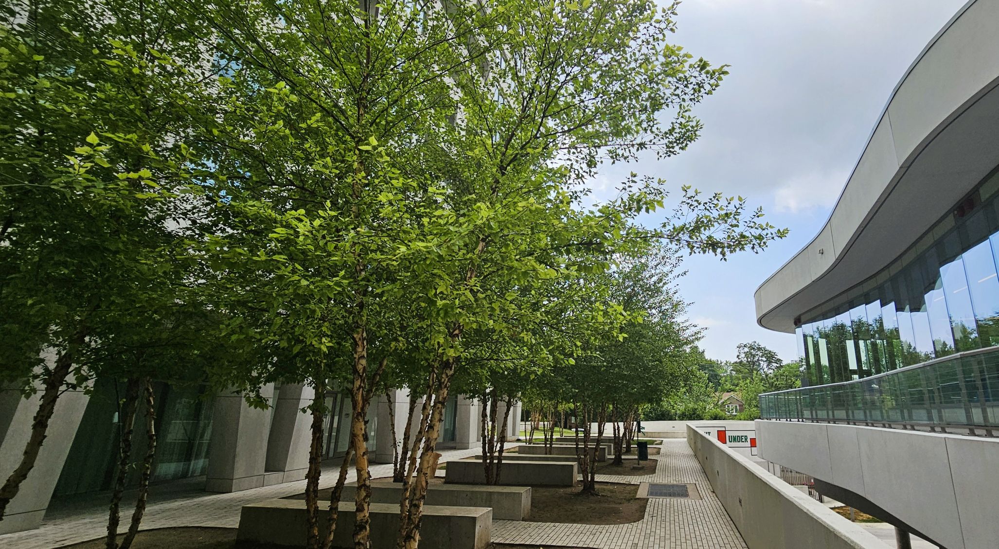 birch trees with view on upper balcony overlooking toronto skyline